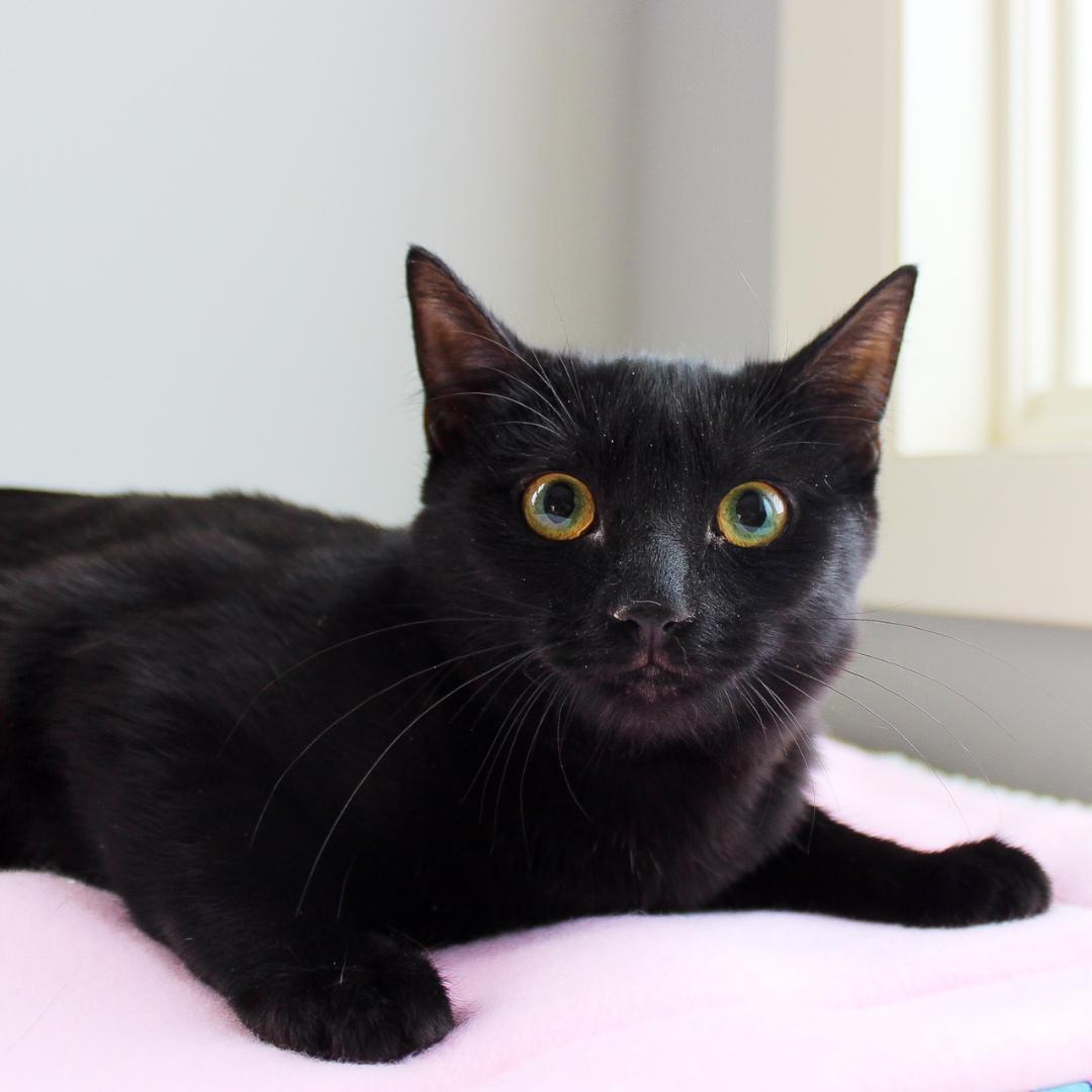 Enlarge Gayle, a Adoptable Domestic Short Hair in Wayne, NJ image 3/3