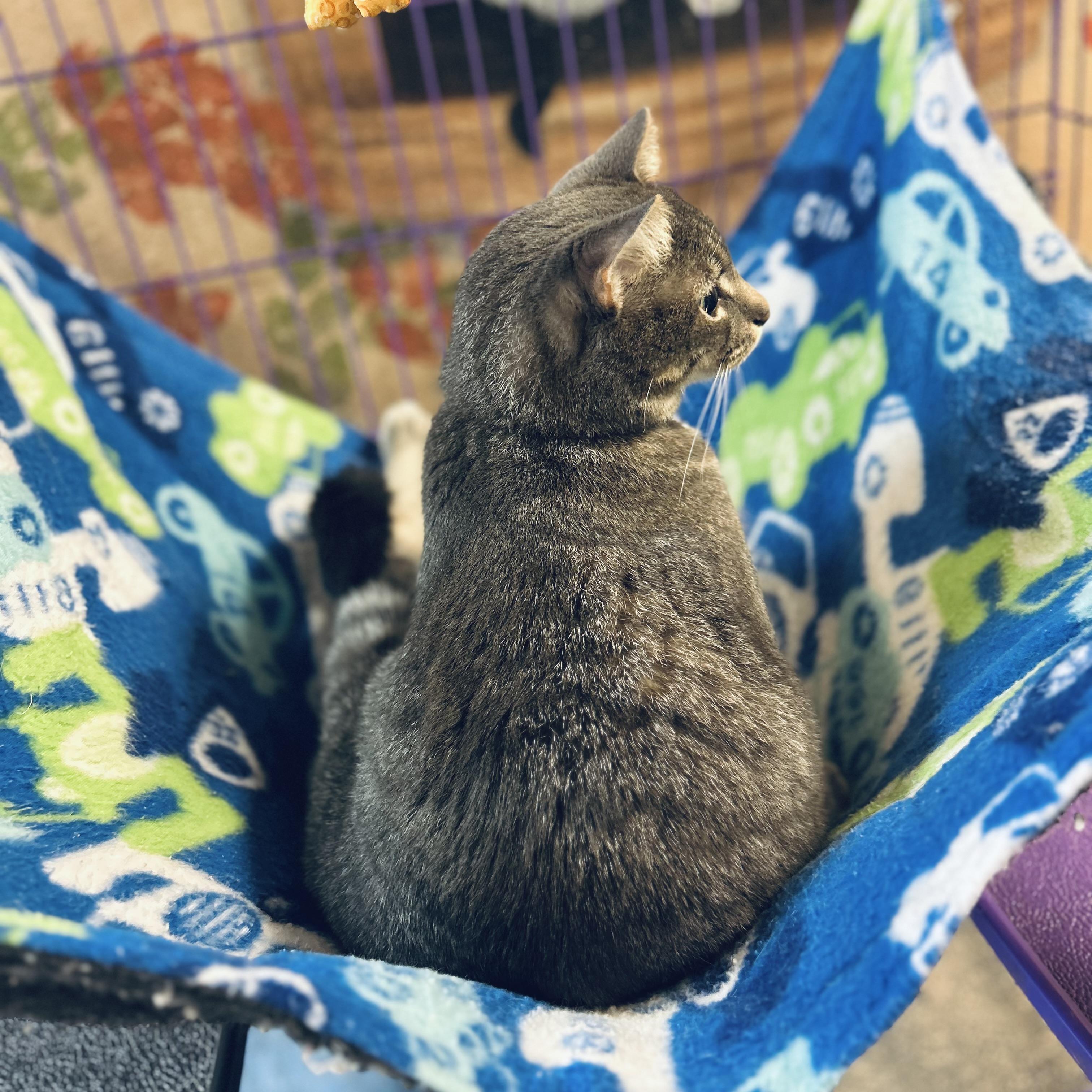 Enlarge Michael C Hall, a ADOPTABLE American Shorthair in Seguin, TX image 5/6