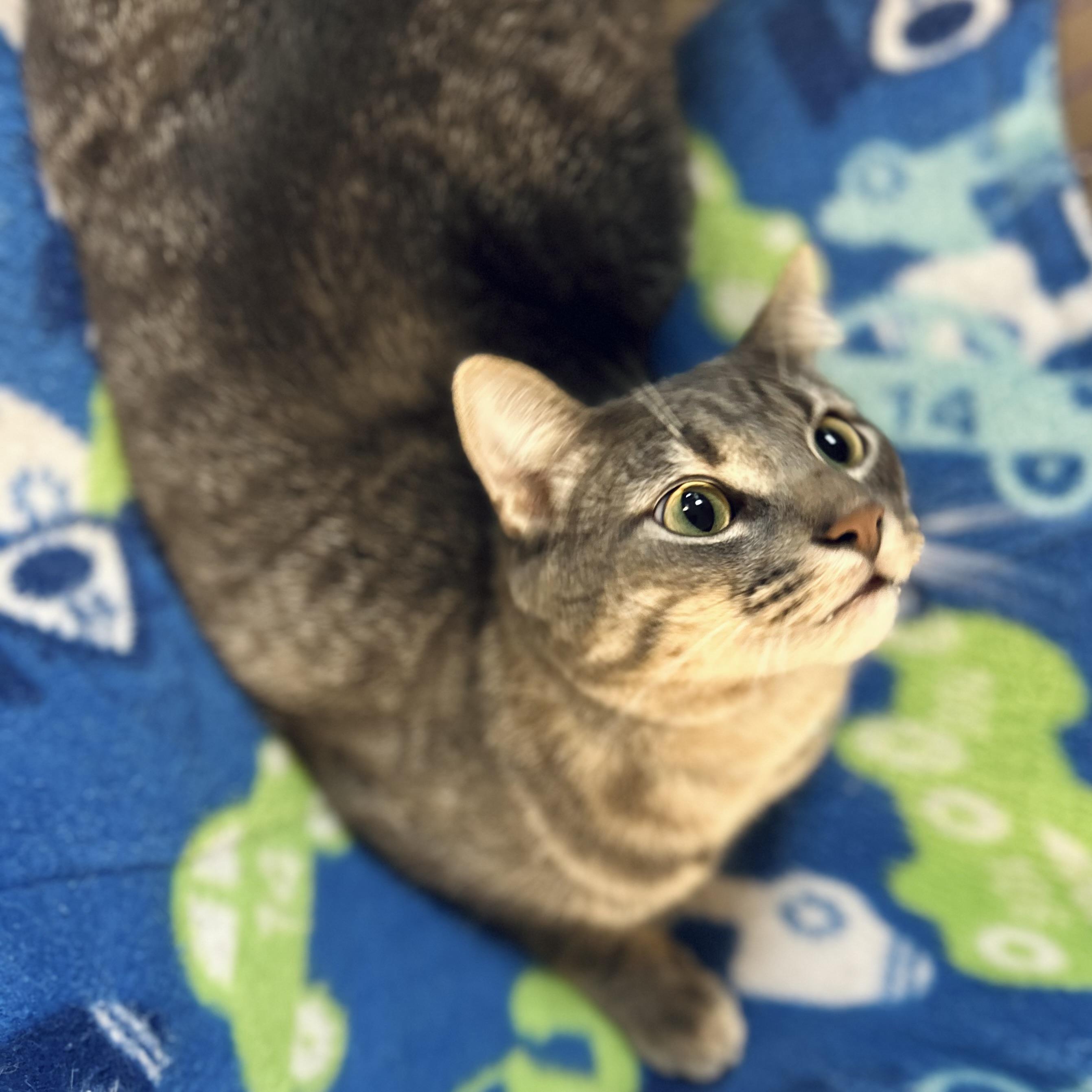 Michael C Hall, ADOPTABLE, Young Male American Shorthair.