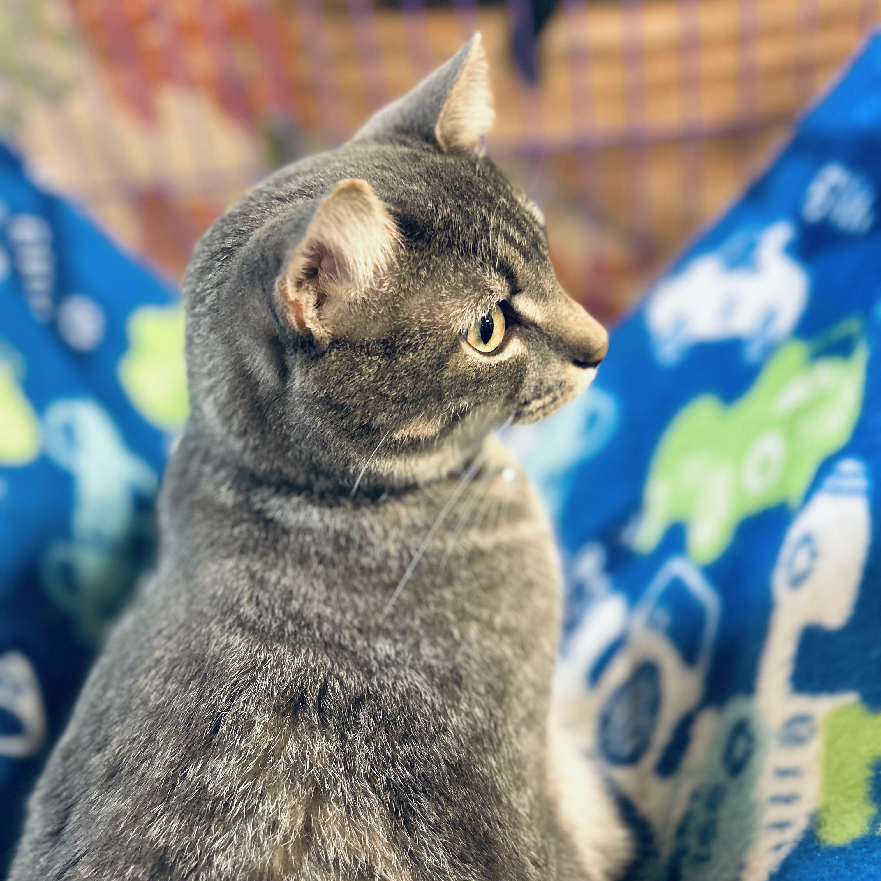 Enlarge Michael C Hall, a ADOPTABLE American Shorthair in Seguin, TX image 2/6