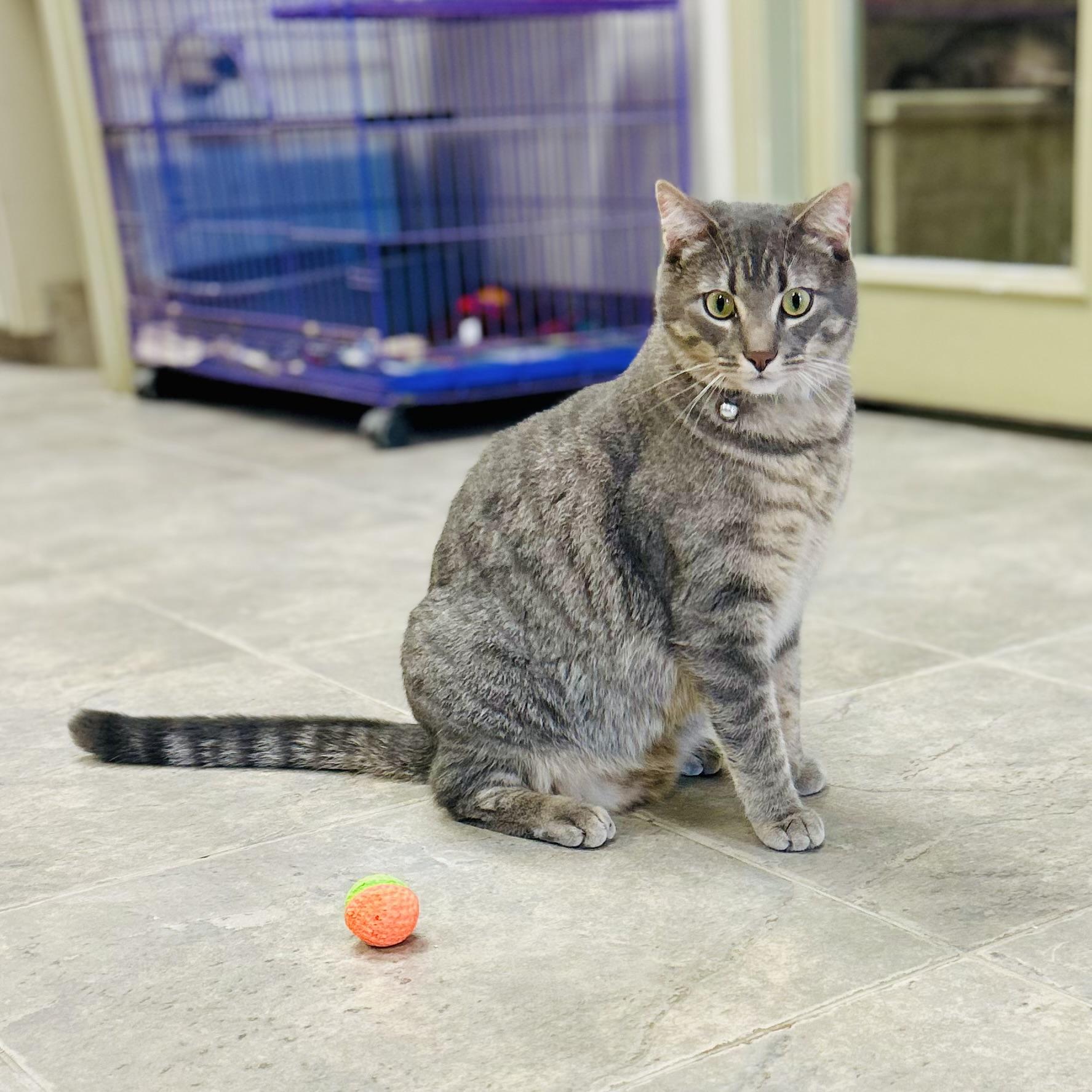 Enlarge Michael C Hall, a ADOPTABLE American Shorthair in Seguin, TX image 2/6