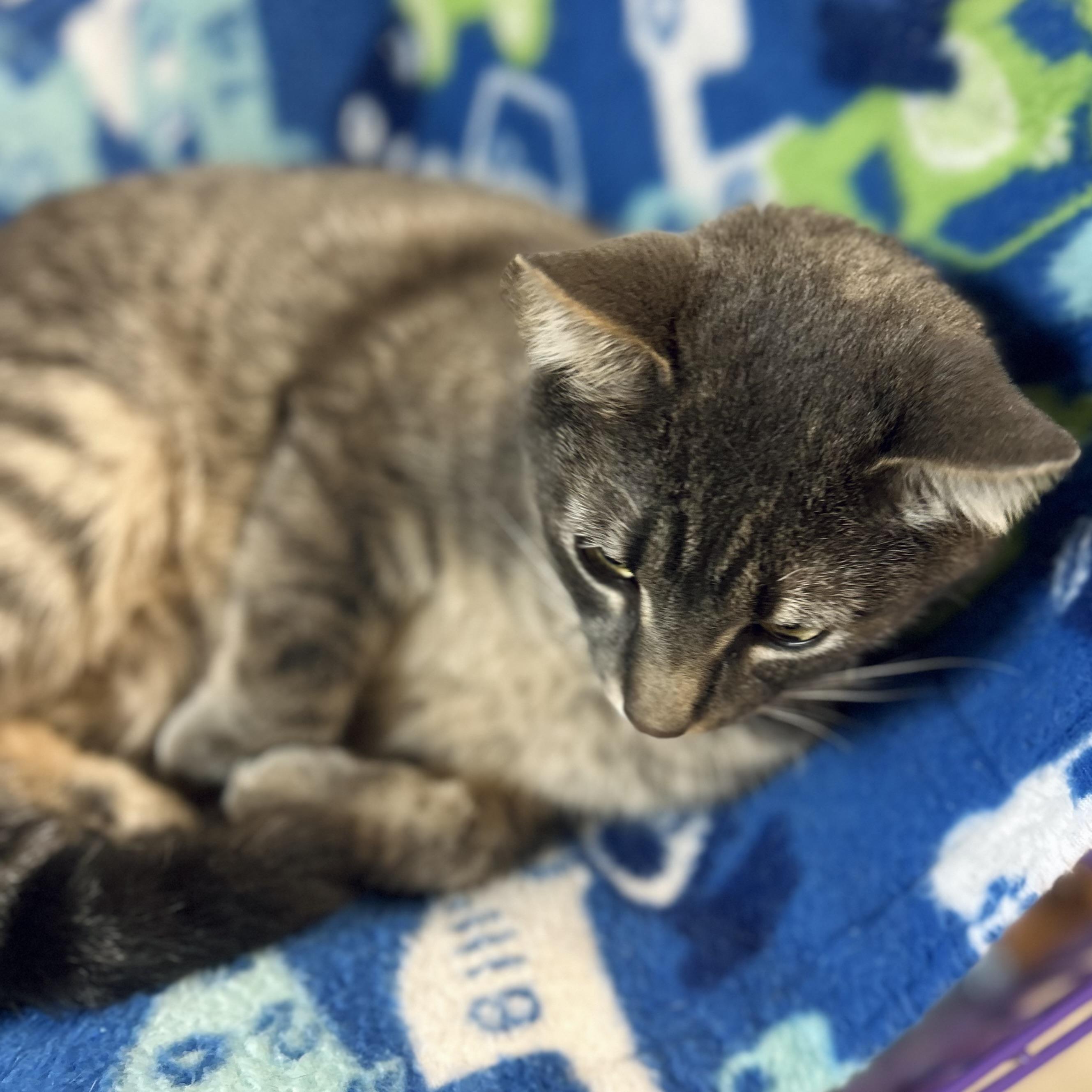 Enlarge Michael C Hall, a ADOPTABLE American Shorthair in Seguin, TX image 6/6