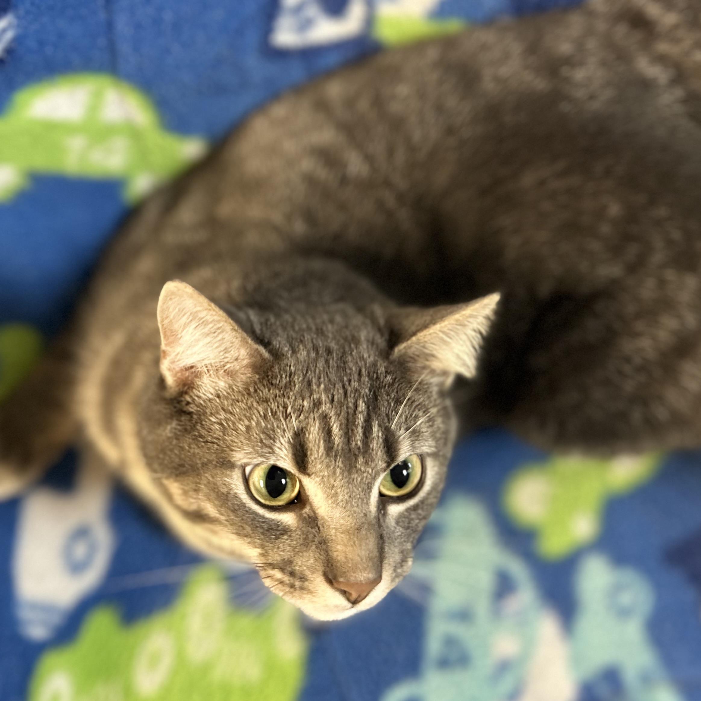 Enlarge Michael C Hall, a ADOPTABLE American Shorthair in Seguin, TX image 4/6