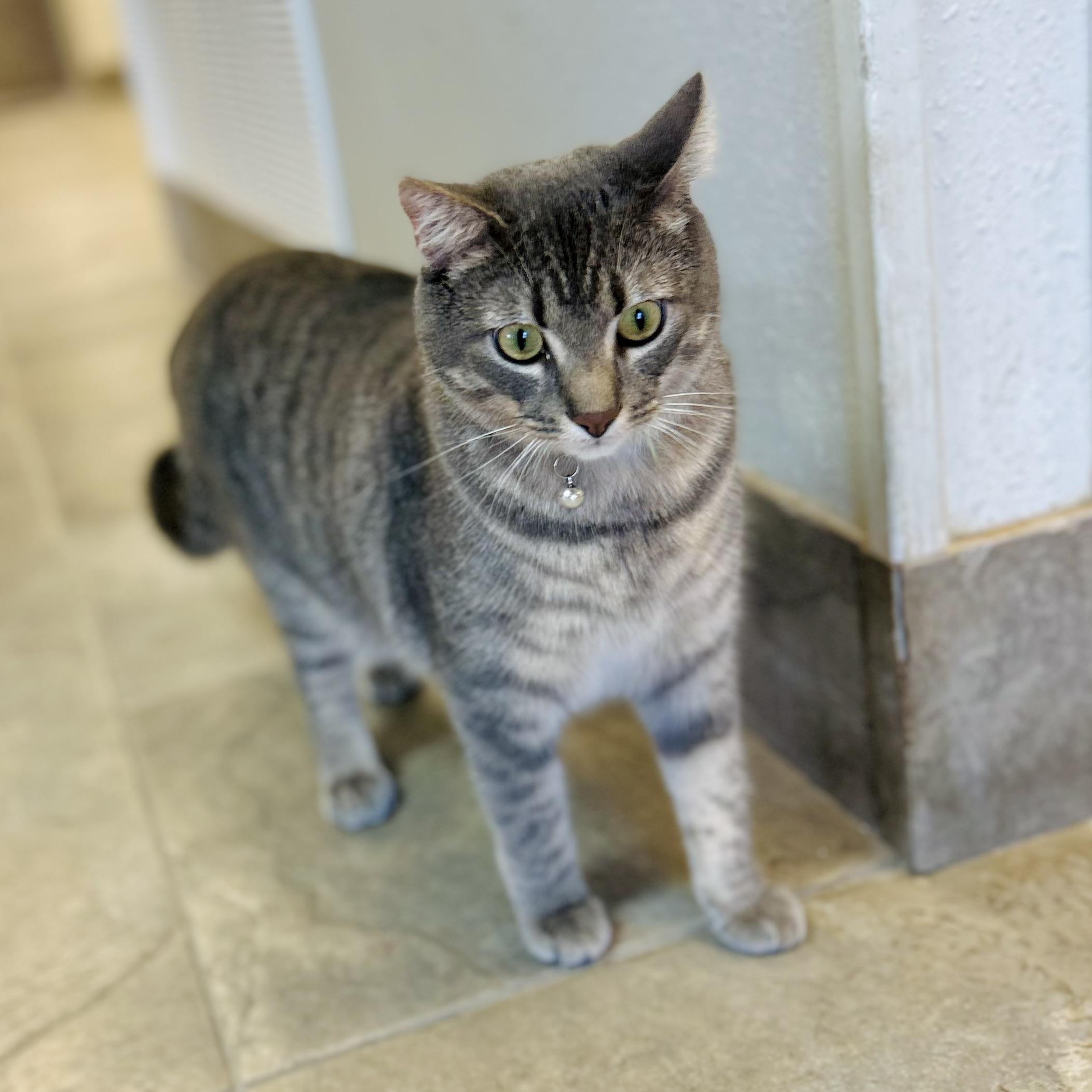 Michael C Hall, ADOPTABLE, Young Male American Shorthair.