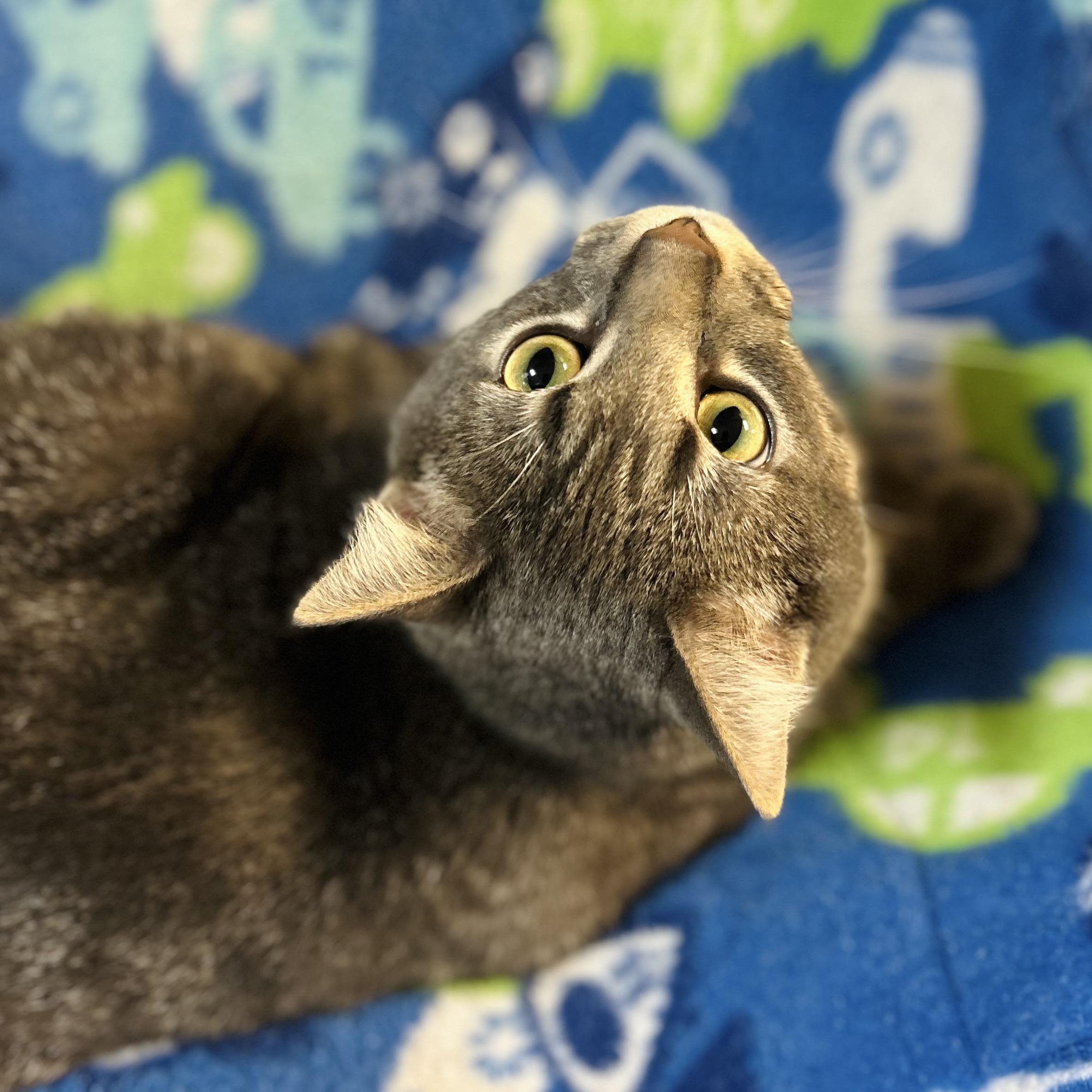 Enlarge Michael C Hall, a ADOPTABLE American Shorthair in Seguin, TX image 3/6