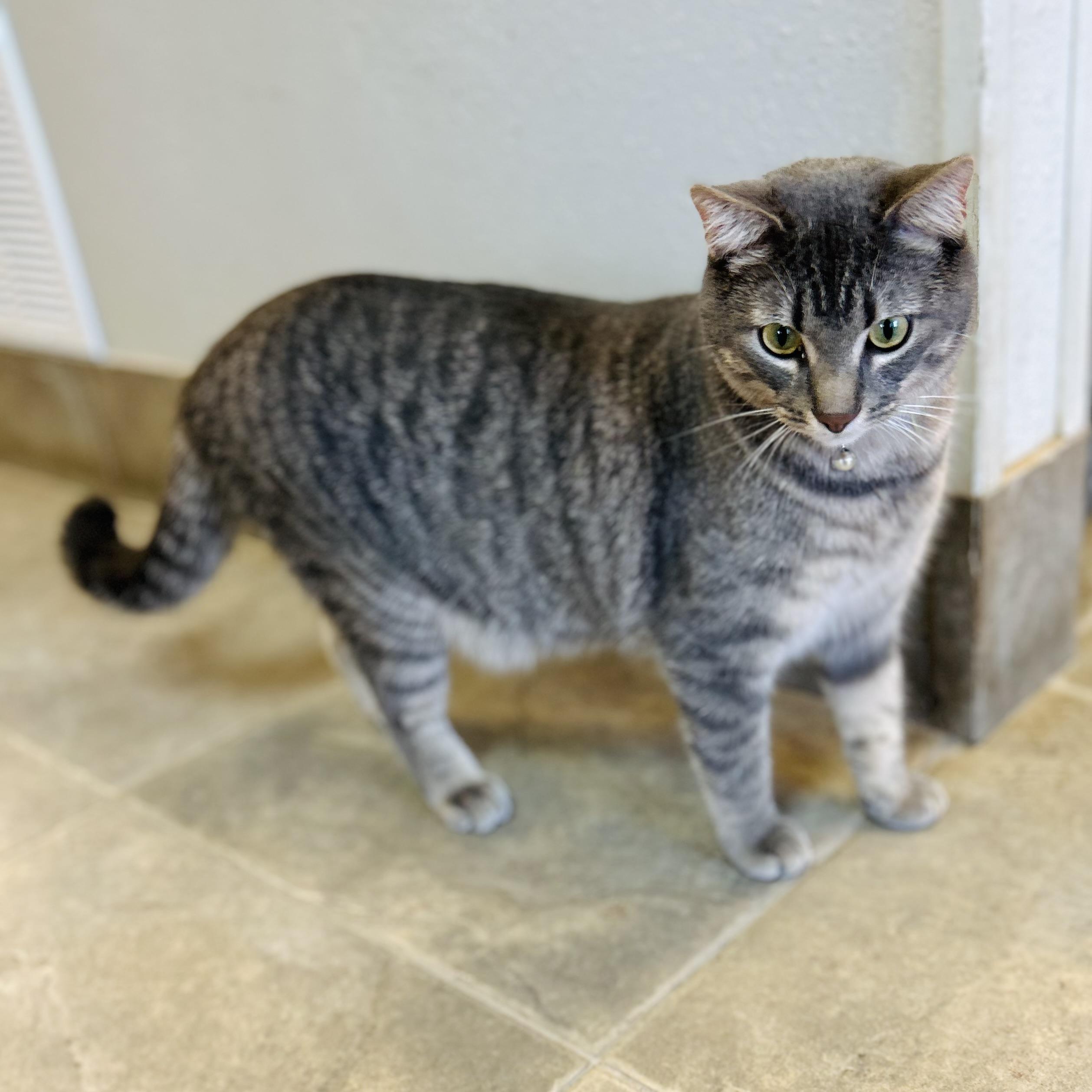 Enlarge Michael C Hall, a ADOPTABLE American Shorthair in Seguin, TX image 4/6