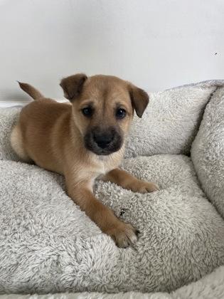Enlarge Tiramisu, a Adoptable mixed breed in Lawrenceville, GA image 1/1