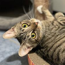 Truffle, Adoptable, Adult Female Domestic Short Hair.