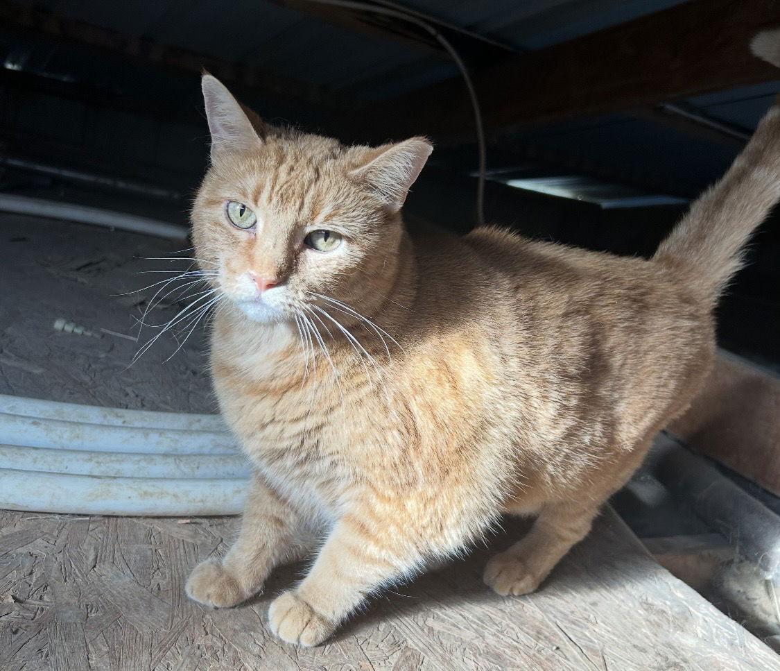 Gingie, Adopted, Adult Female Domestic Short Hair.