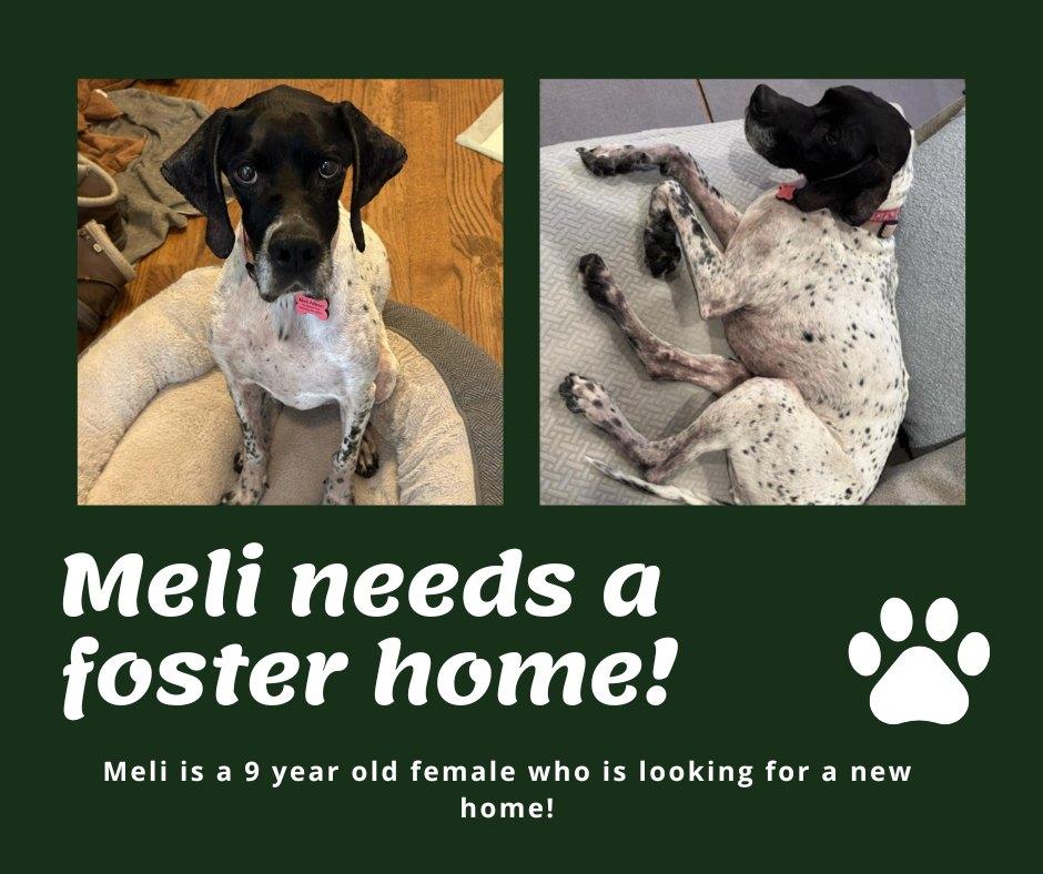 Needs Foster Meli (PA), ADOPTABLE, Senior Female English Pointer.