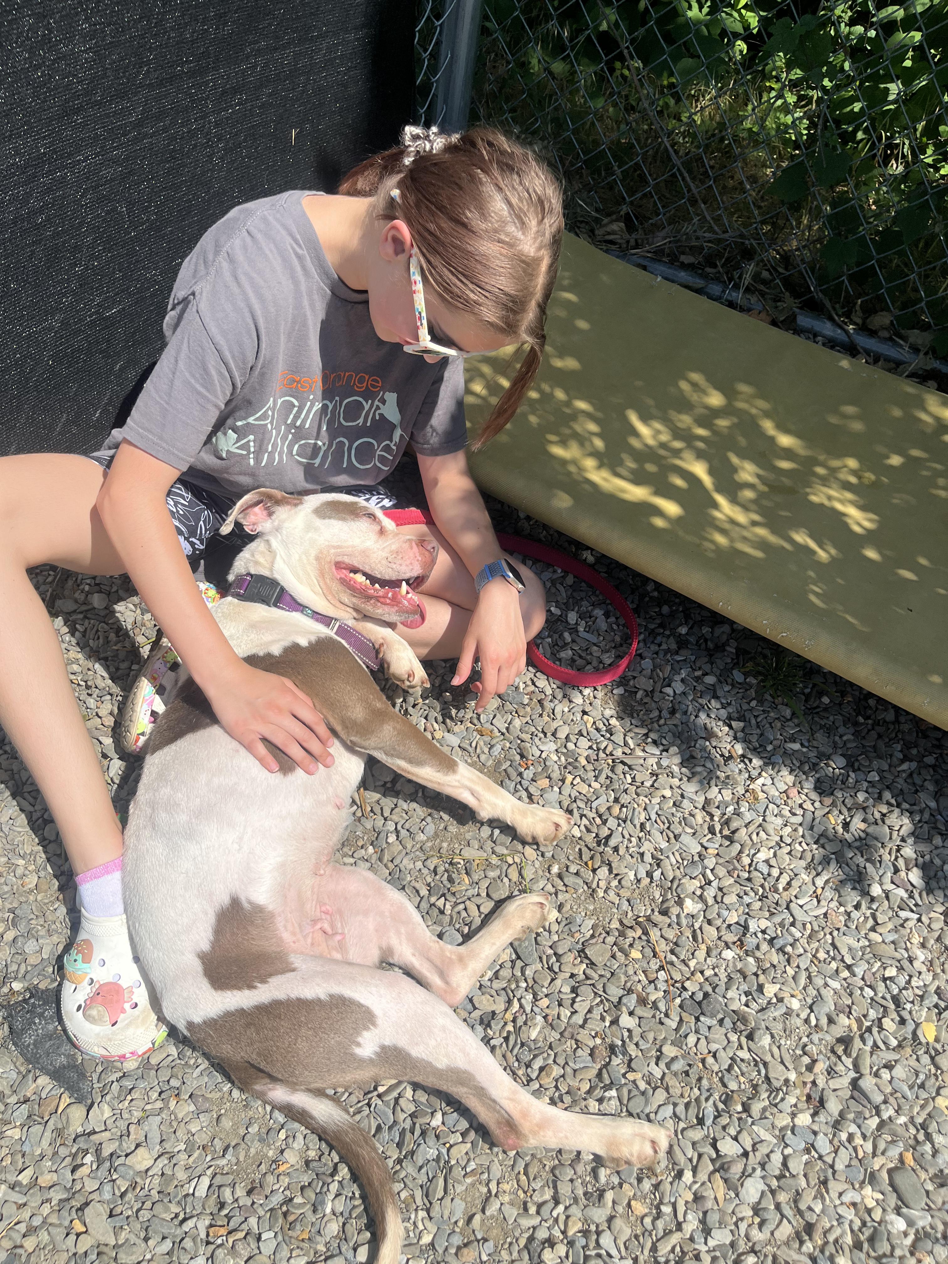 Cece, Adopted, Adult Female American Staffordshire Terrier.