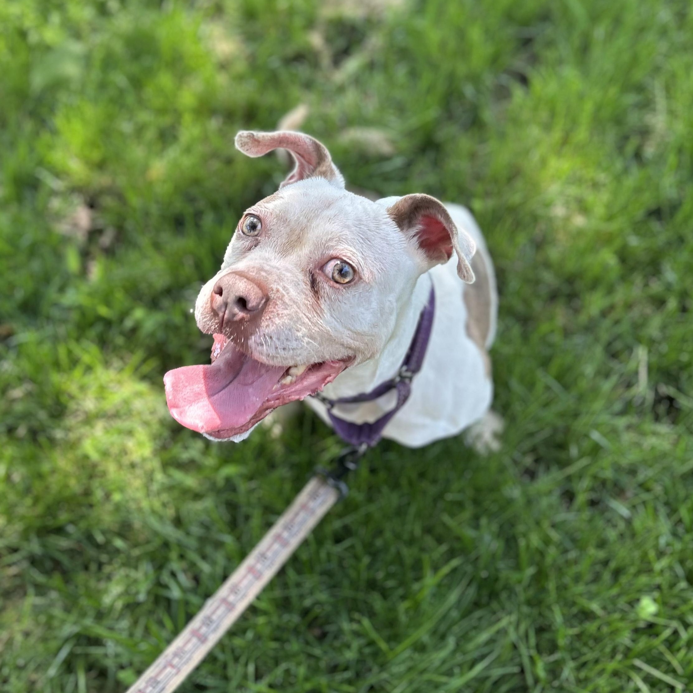 Enlarge Cece, a Adopted mixed breed in East Orange, NJ image 5/6