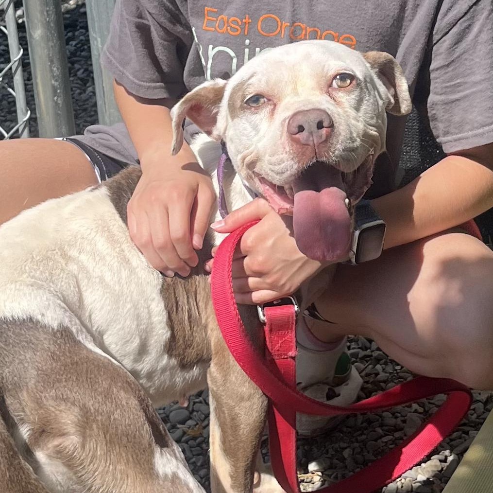 Enlarge Cece, a Adopted mixed breed in East Orange, NJ image 2/6