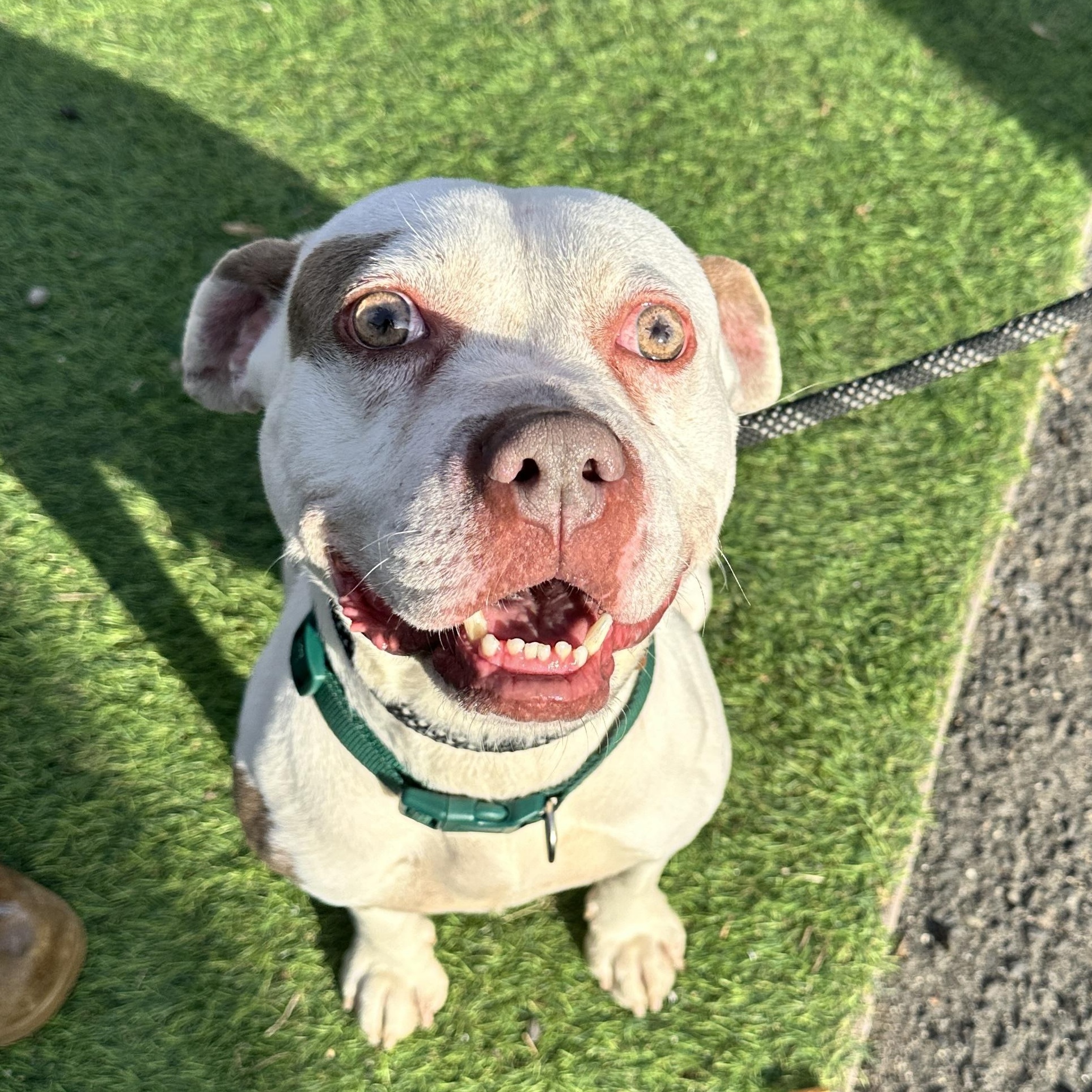 Enlarge Cece, a Adopted mixed breed in East Orange, NJ image 4/6