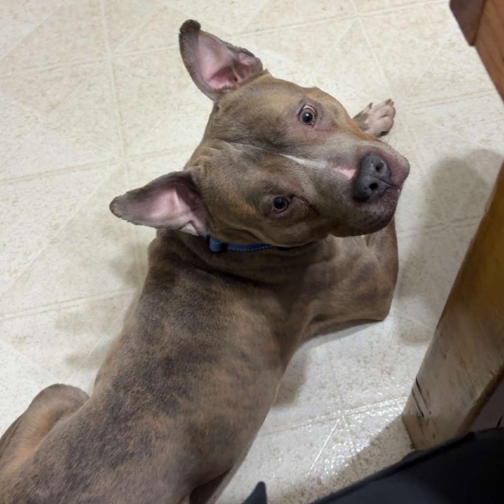 Enlarge Dogtor Suess, a Adoptable Mixed Breed in Zimmerman, MN image 1/6