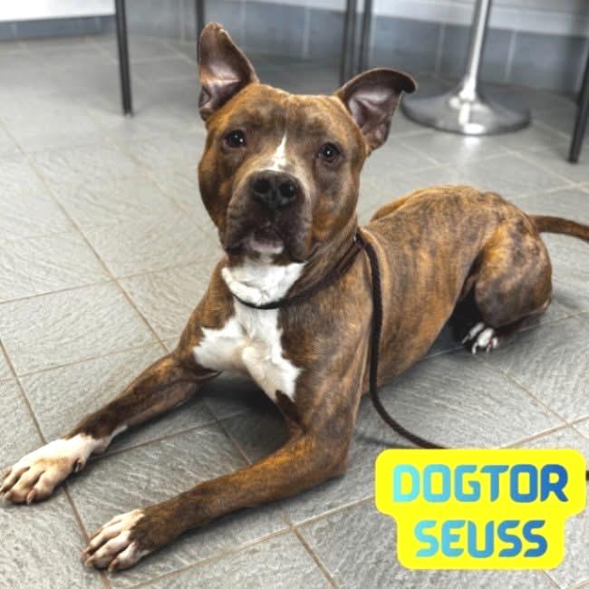 Enlarge Dogtor Suess, a Adoptable Mixed Breed in Zimmerman, MN image 3/6