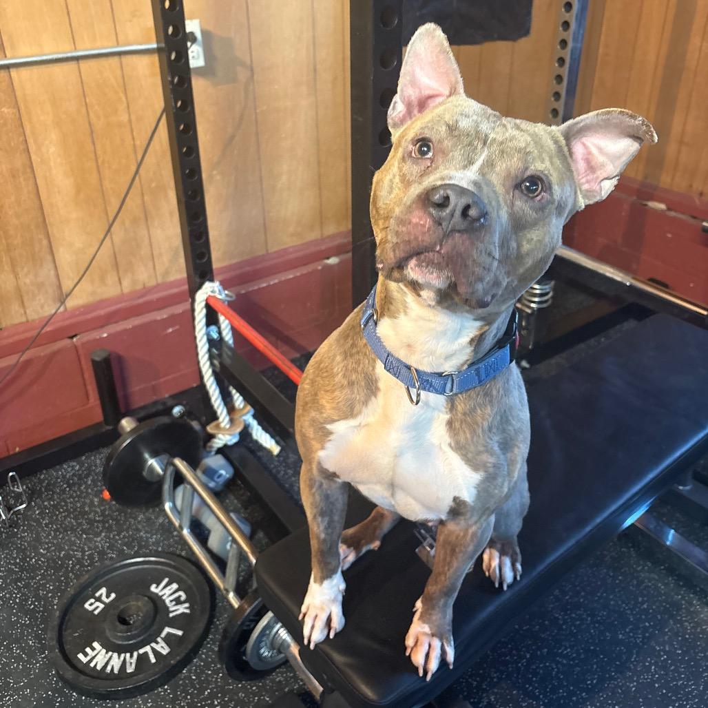 Enlarge Dogtor Suess, a Adoptable Mixed Breed in Zimmerman, MN image 4/6