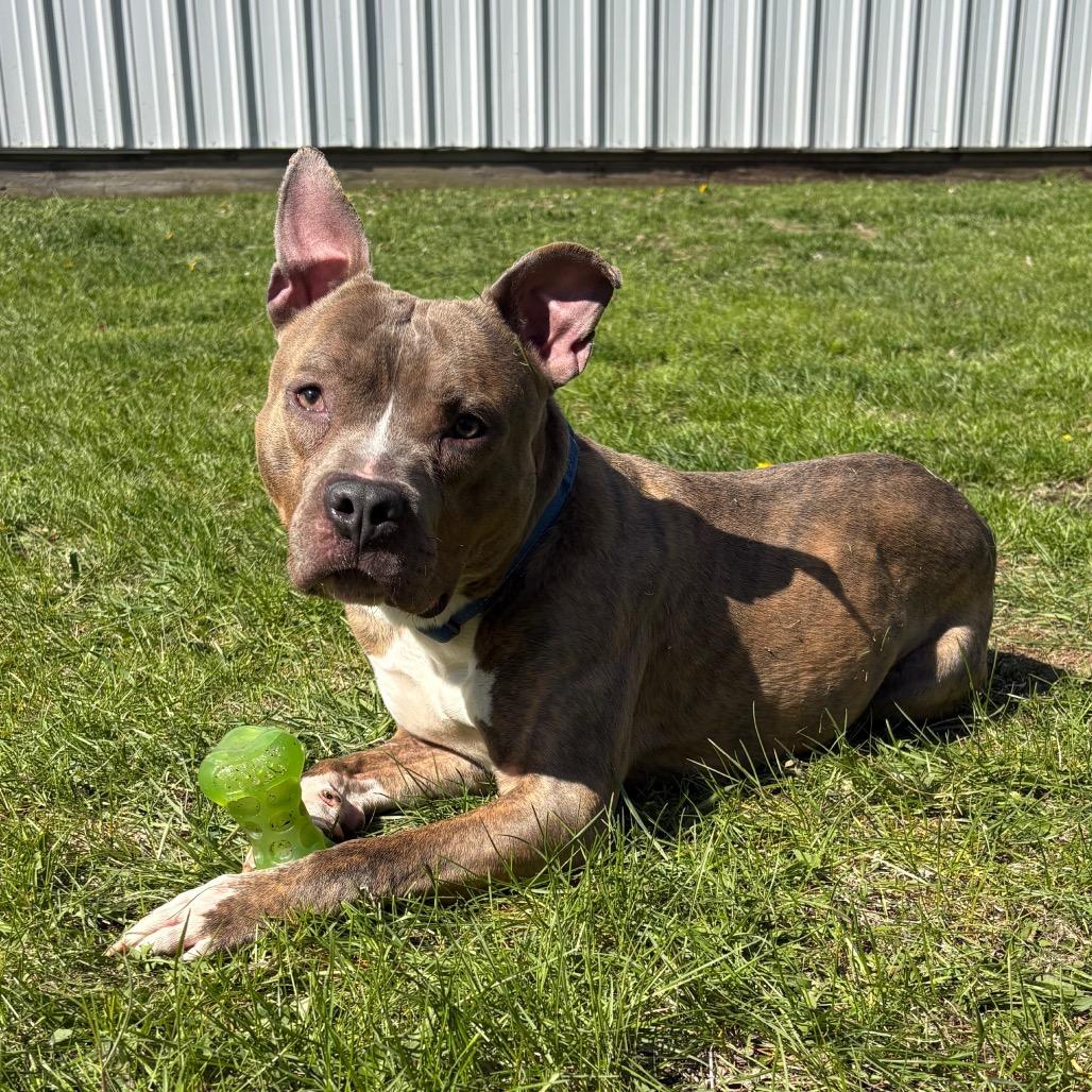 Enlarge Dogtor Suess, a Adoptable Mixed Breed in Zimmerman, MN image 5/6