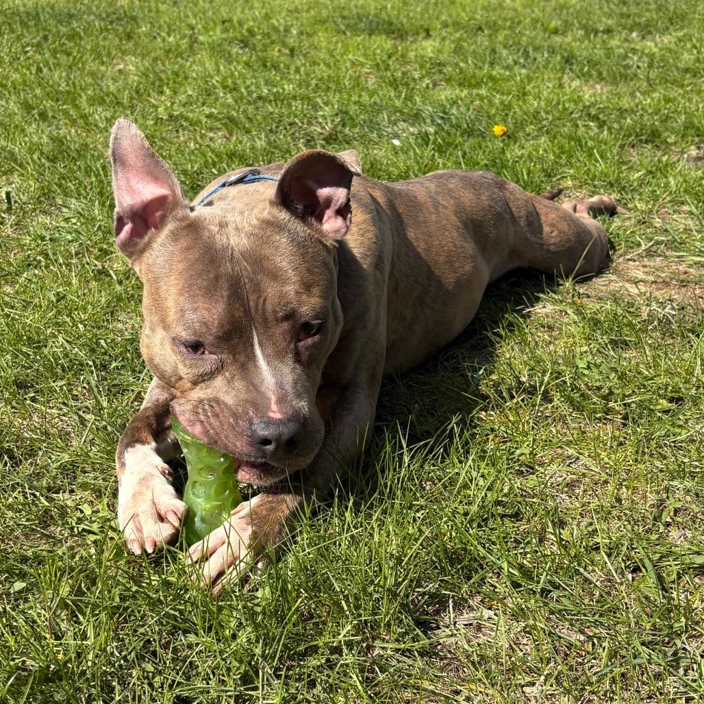 Enlarge Dogtor Suess, a Adoptable Mixed Breed in Zimmerman, MN image 6/6