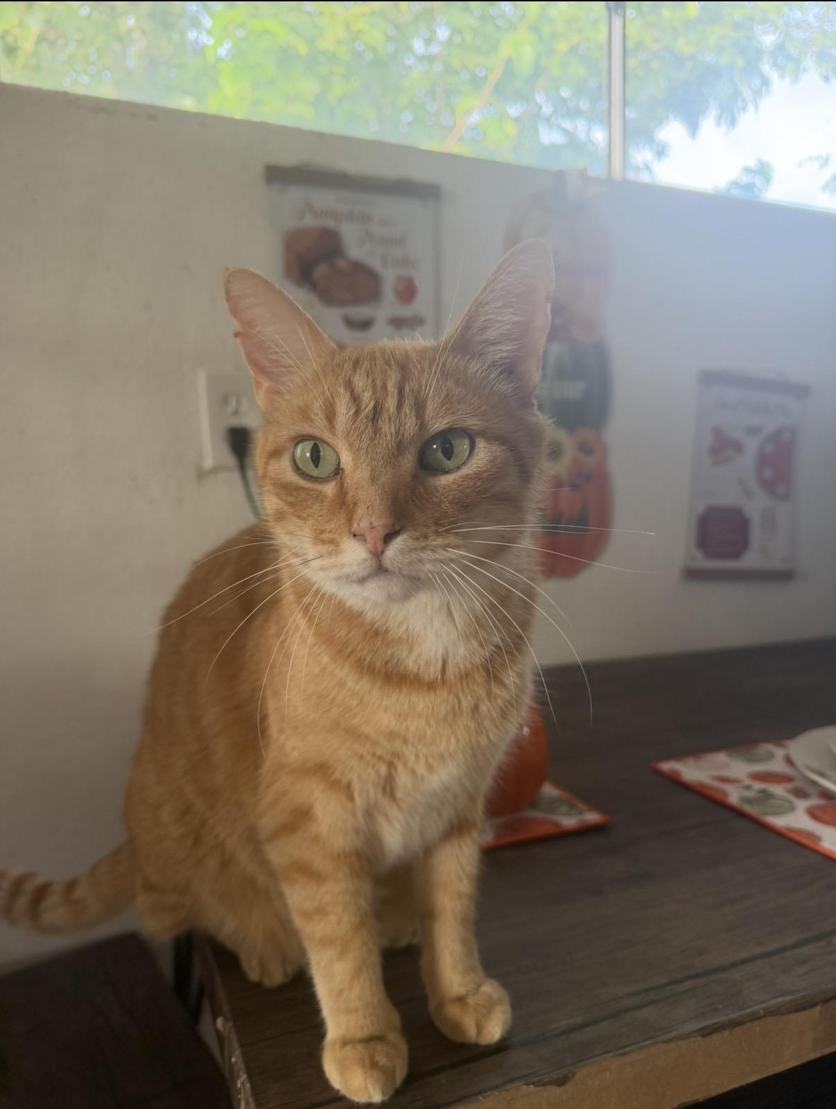 Enlarge Jonesie, a Adoptable American Shorthair in Las Cruces, NM image 1/1