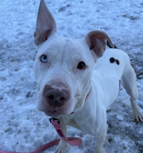 Enlarge Opal, a Adoptable mixed breed in Golden, CO image 1/5