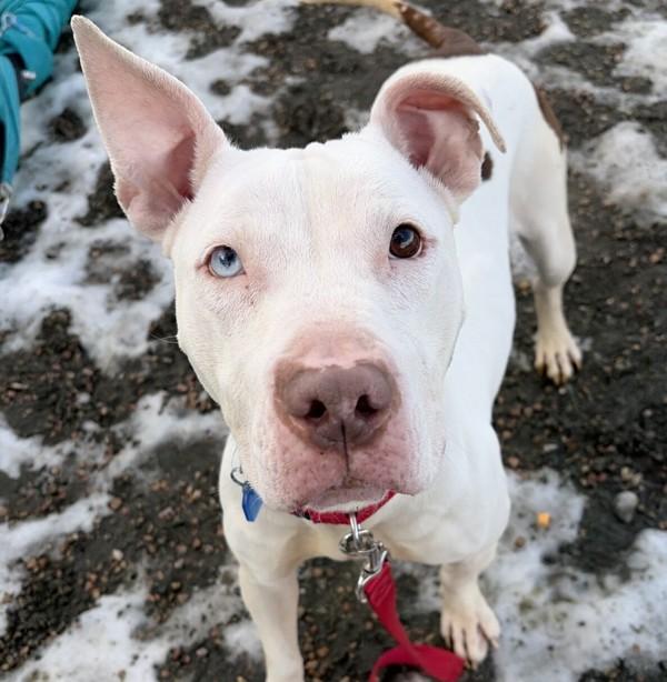 Enlarge Opal, a Adoptable mixed breed in Golden, CO image 2/5