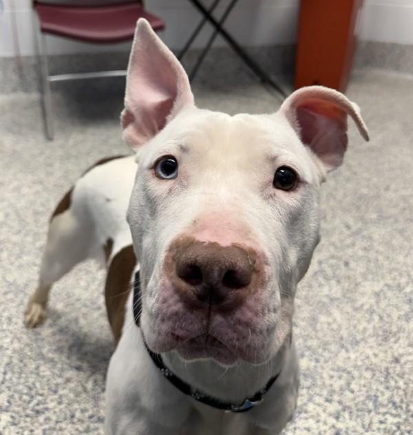 Enlarge Opal, a Adoptable mixed breed in Golden, CO image 4/5