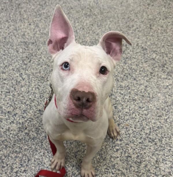 Enlarge Opal, a Adoptable mixed breed in Golden, CO image 5/5