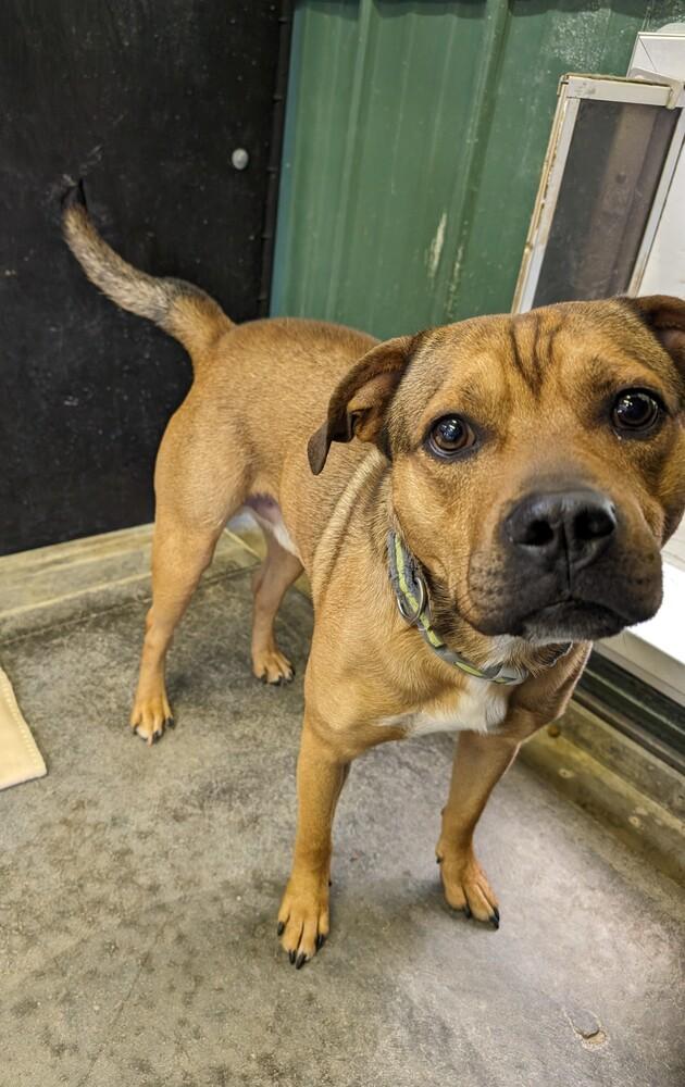 Buddy, Adoptable, Adult Male Pit Bull Terrier.