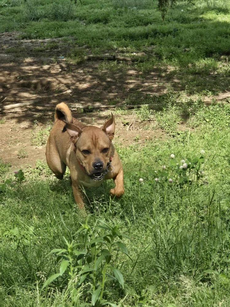 Buddy, a Adoptable mixed breed in Osgood, IN image 3/3