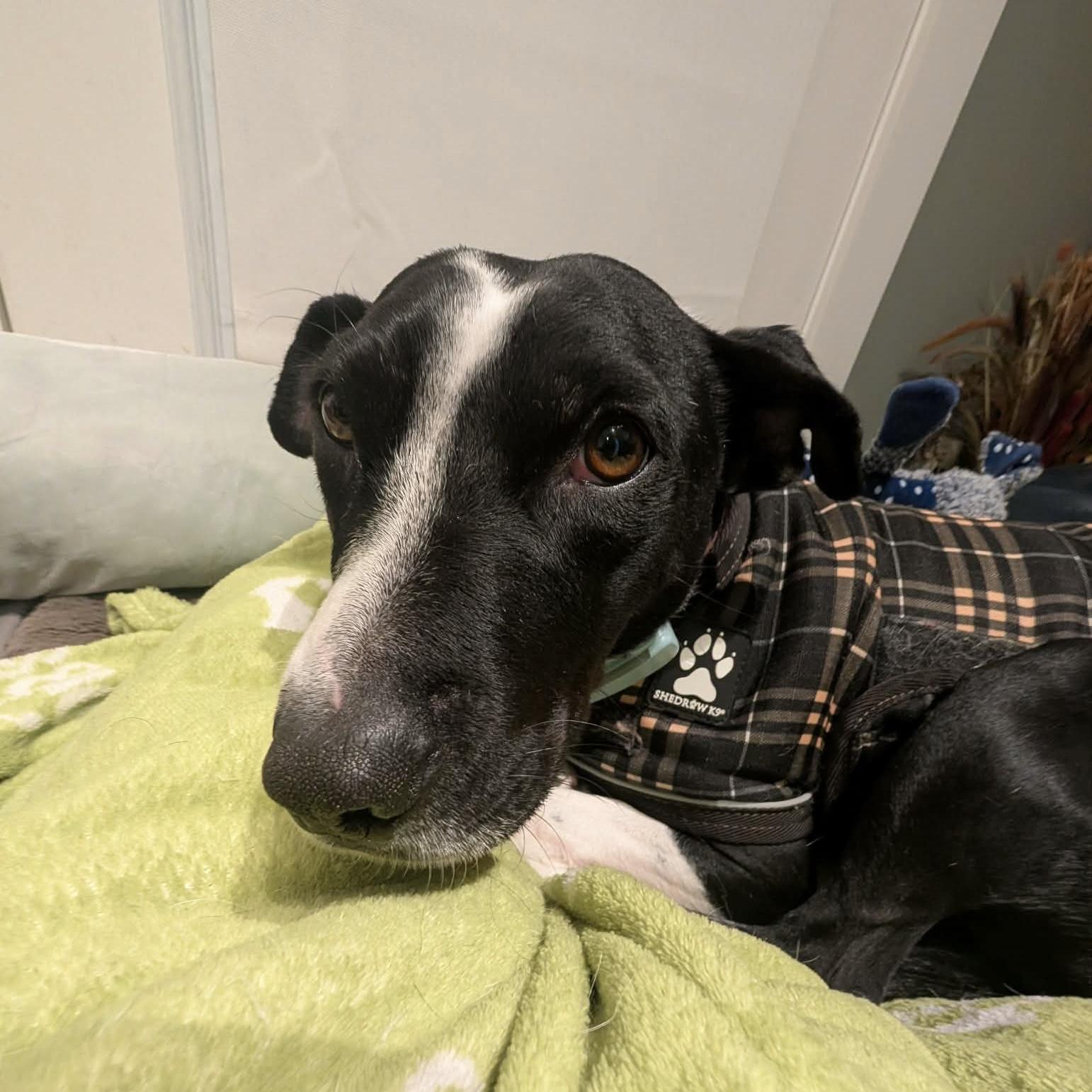 Enlarge Dixi, a ADOPTABLE mixed breed in London, ON image 5/6