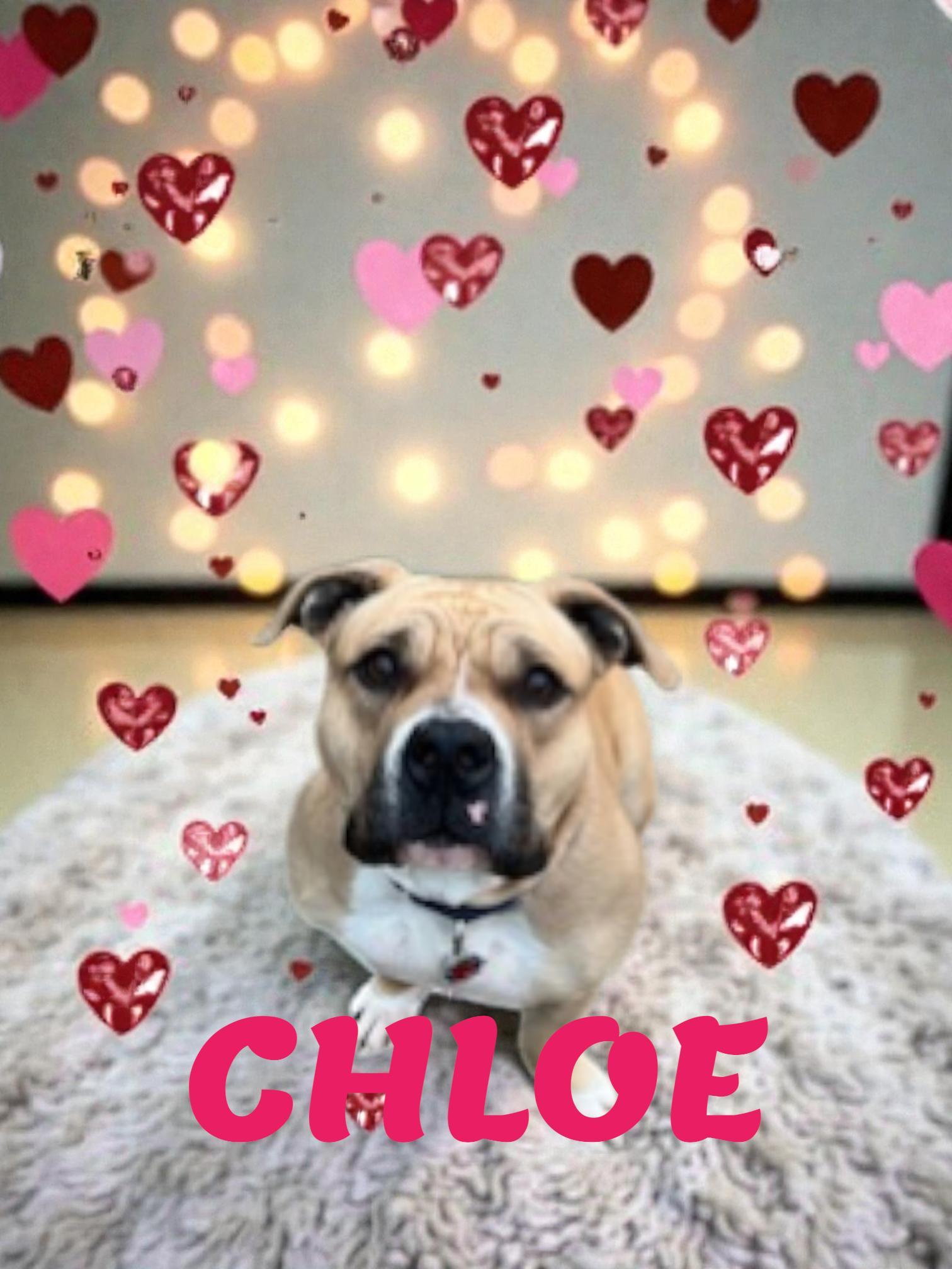 Enlarge Chloe, an adopted American Bulldog in Brockton, MA image 1/1