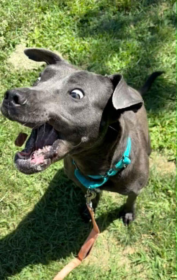 Kiln, Adoptable, Adult Male Pit Bull Terrier.