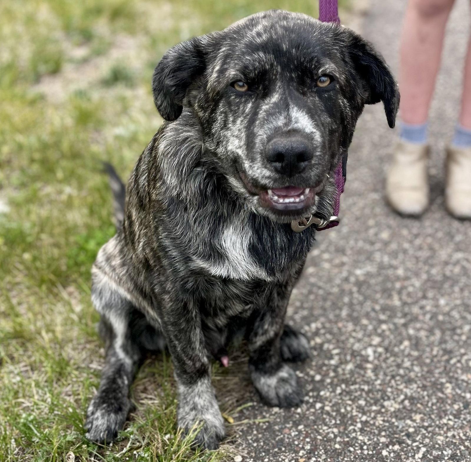 Mark, Adopted, Puppy Male Great Pyrenees.