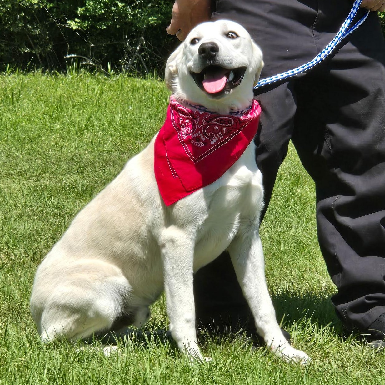 Dog for adoption - Chevy, a Labrador Retriever Mix in Austin, TX ...