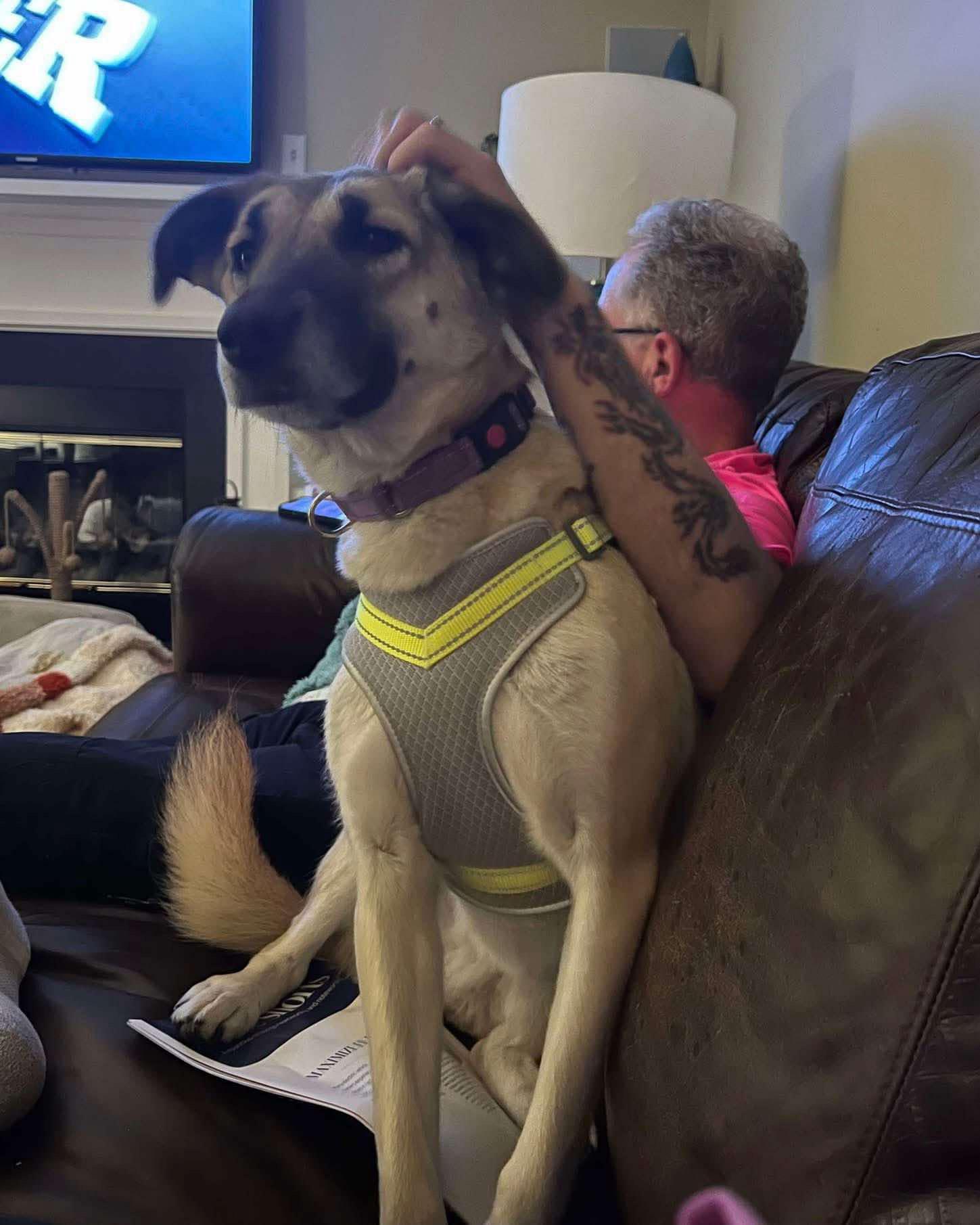 Diva, Adoptable, Adult Female German Shepherd Dog.