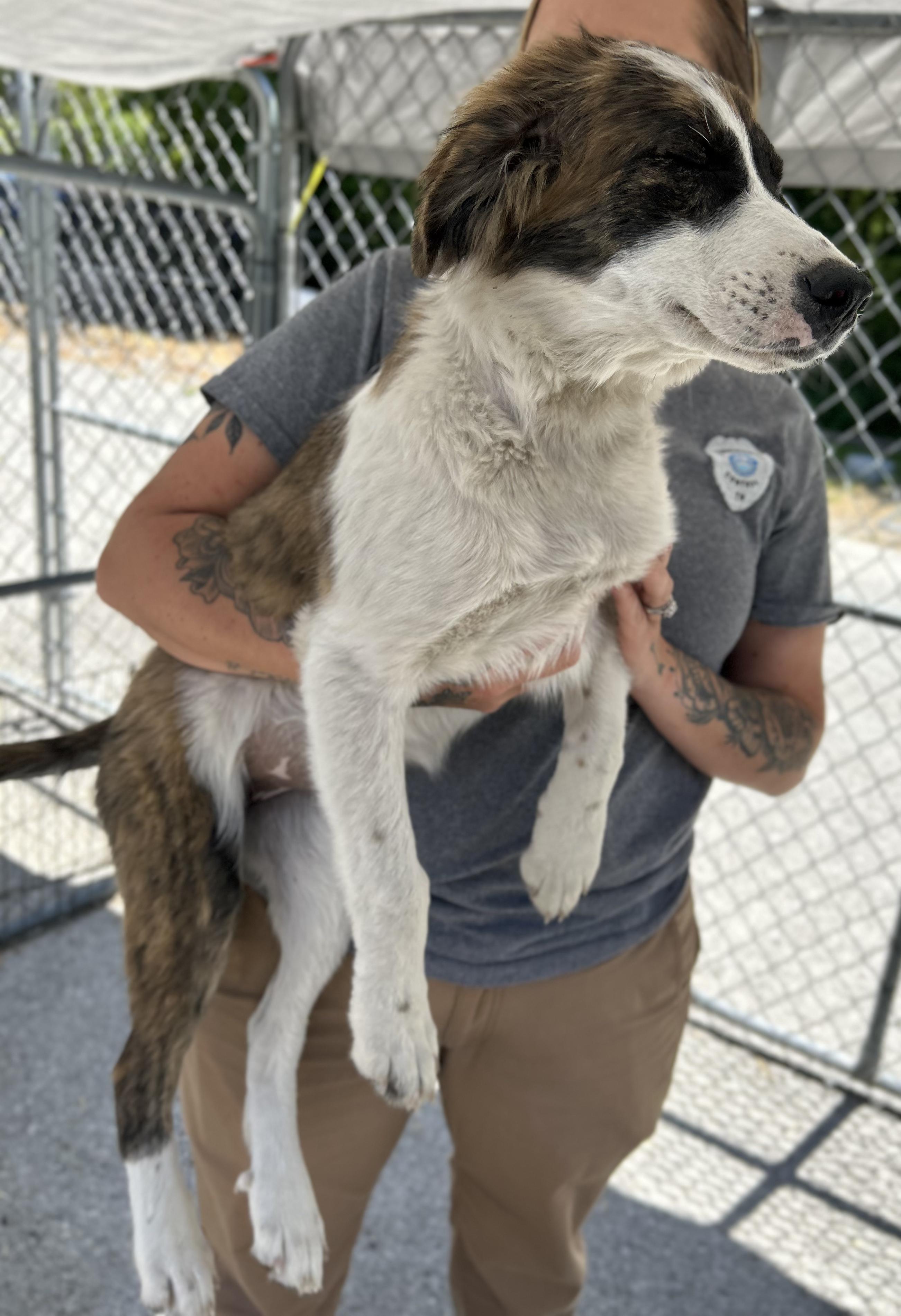 Manicotti, a ADOPTABLE Mixed Breed in Manchester, TN image 3/3
