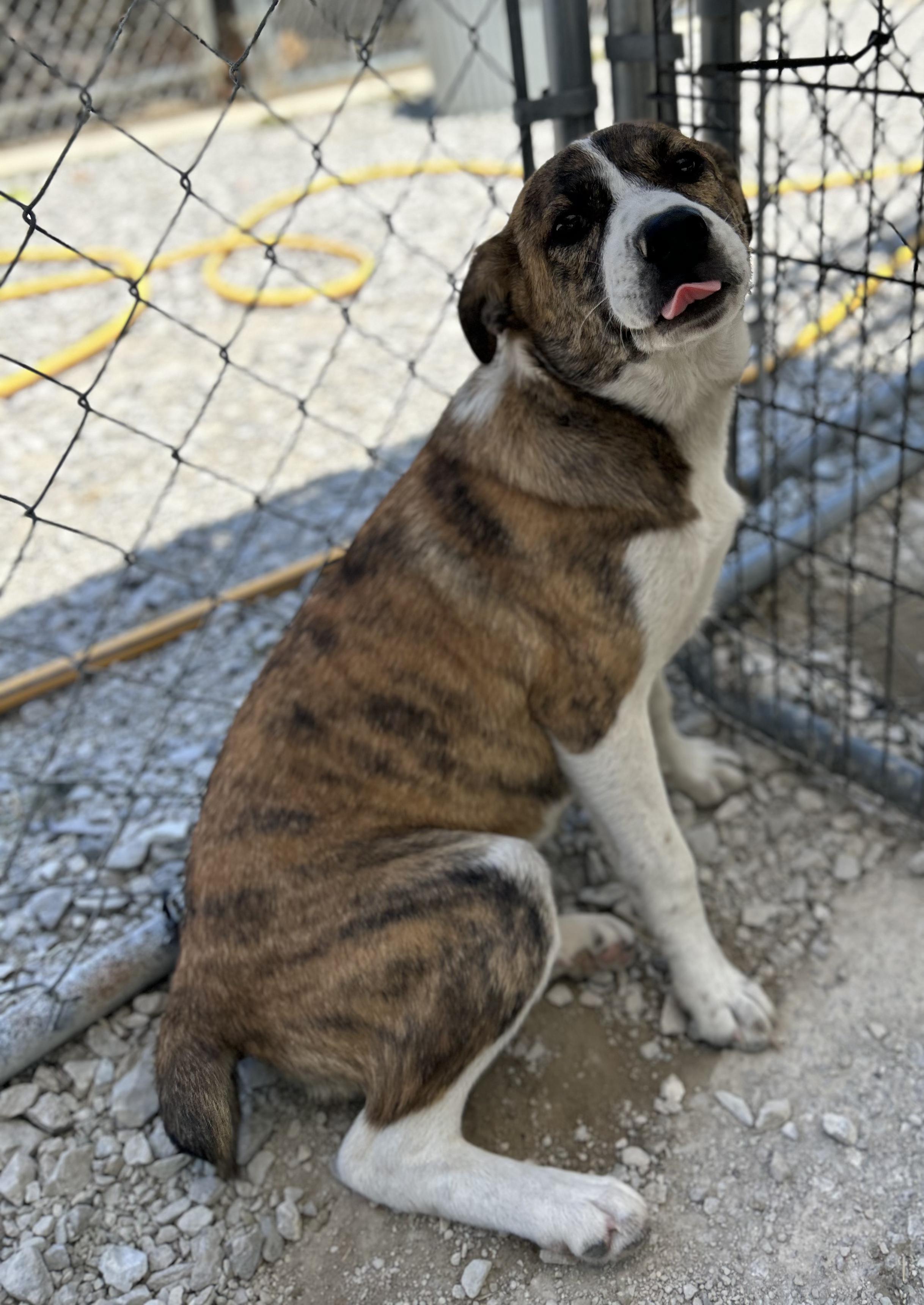 Manicotti, ADOPTABLE, Puppy Female Mixed Breed.