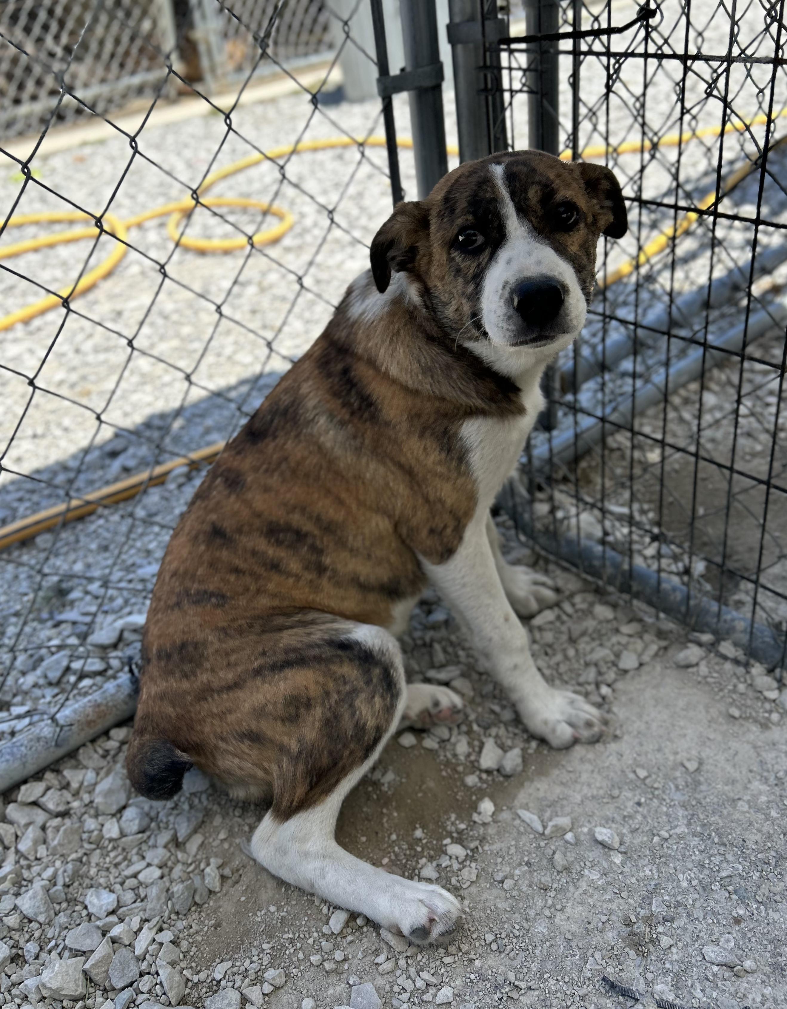 Manicotti, a ADOPTABLE Mixed Breed in Manchester, TN image 2/3