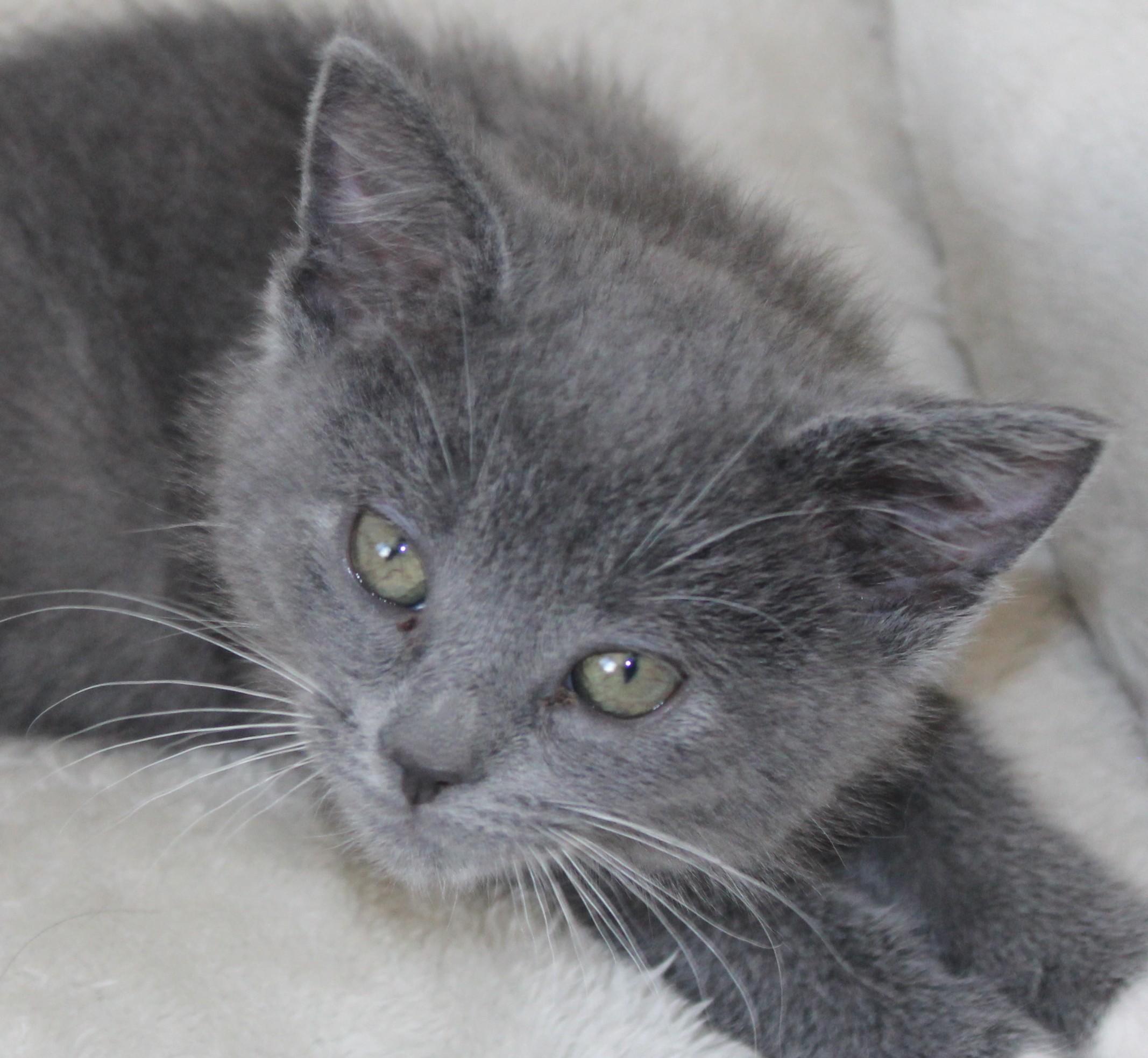 Hillary, an adopted Domestic Short Hair in Huron, SD image 2/3