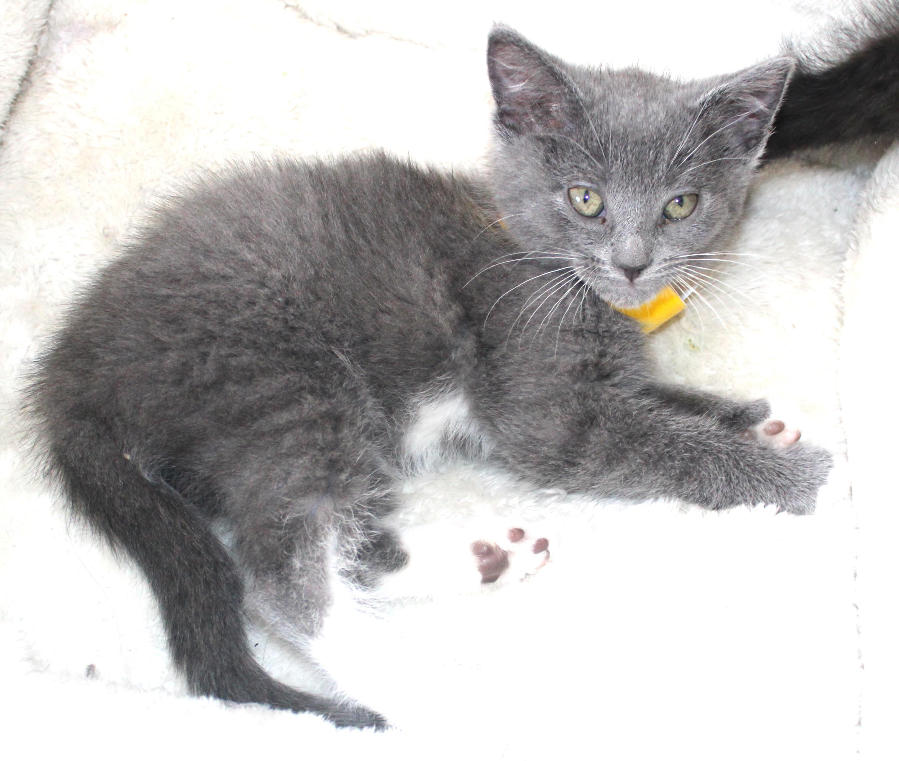 Hillary, an adopted Domestic Short Hair in Huron, SD image 3/3
