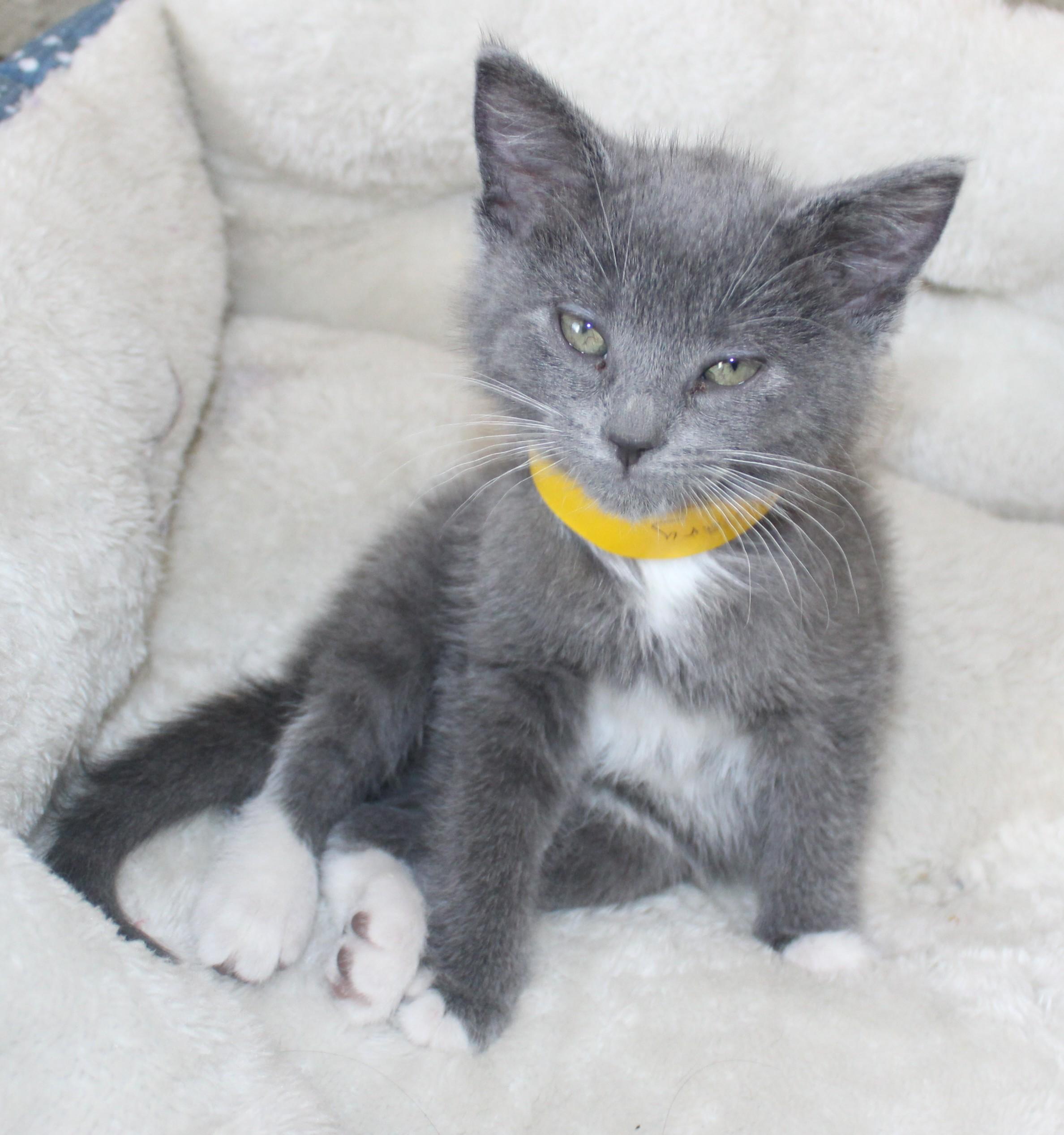 Hillary, an adopted Domestic Short Hair in Huron, SD image 1/3