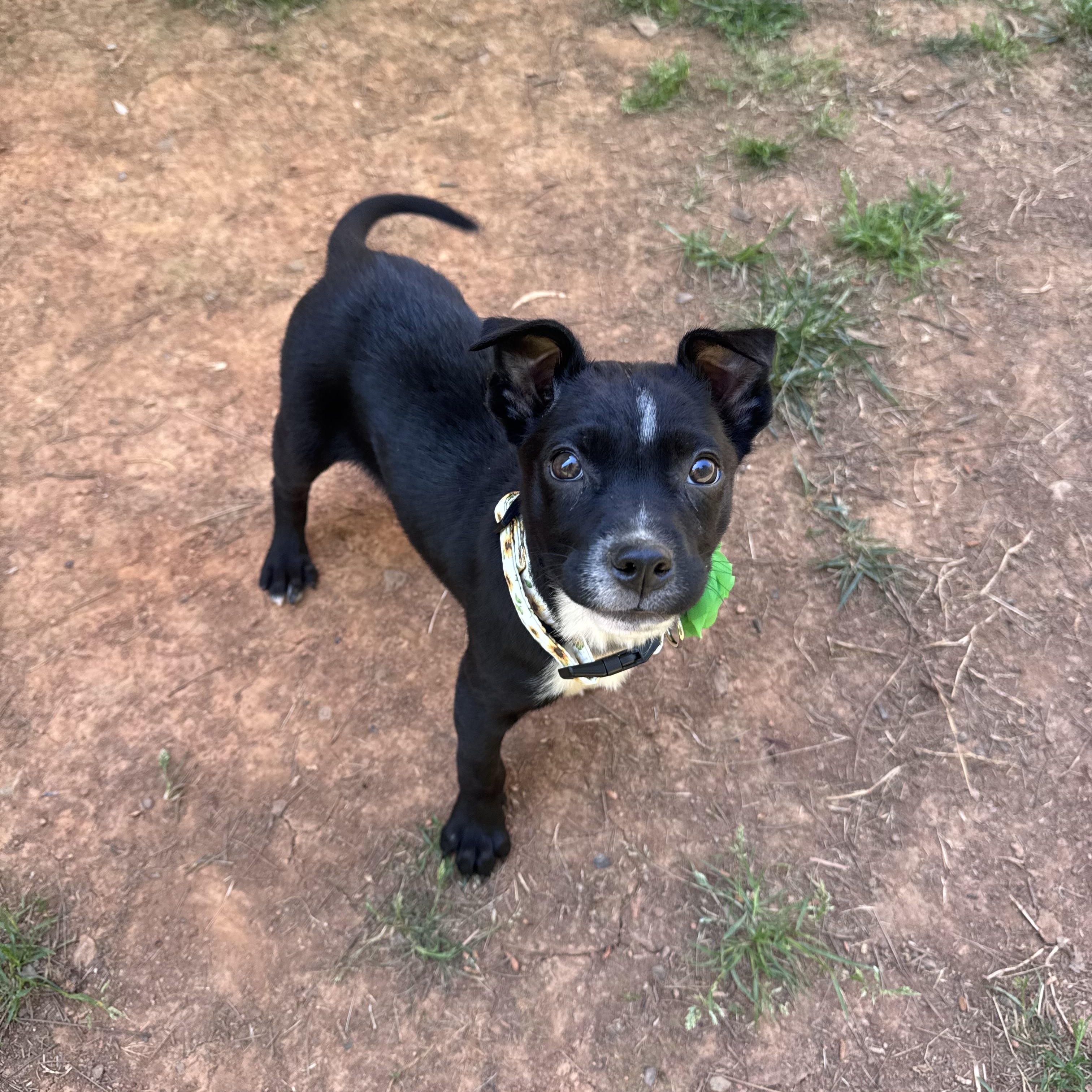 Enlarge Tulip, an adopted mixed breed in Rock Hill, SC image 5/6