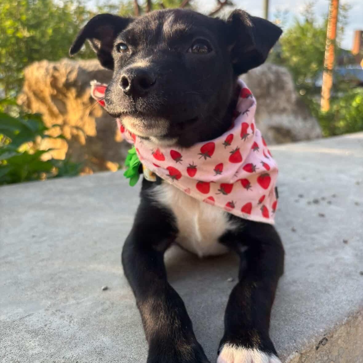 Enlarge Tulip, an adopted mixed breed in Rock Hill, SC image 6/6