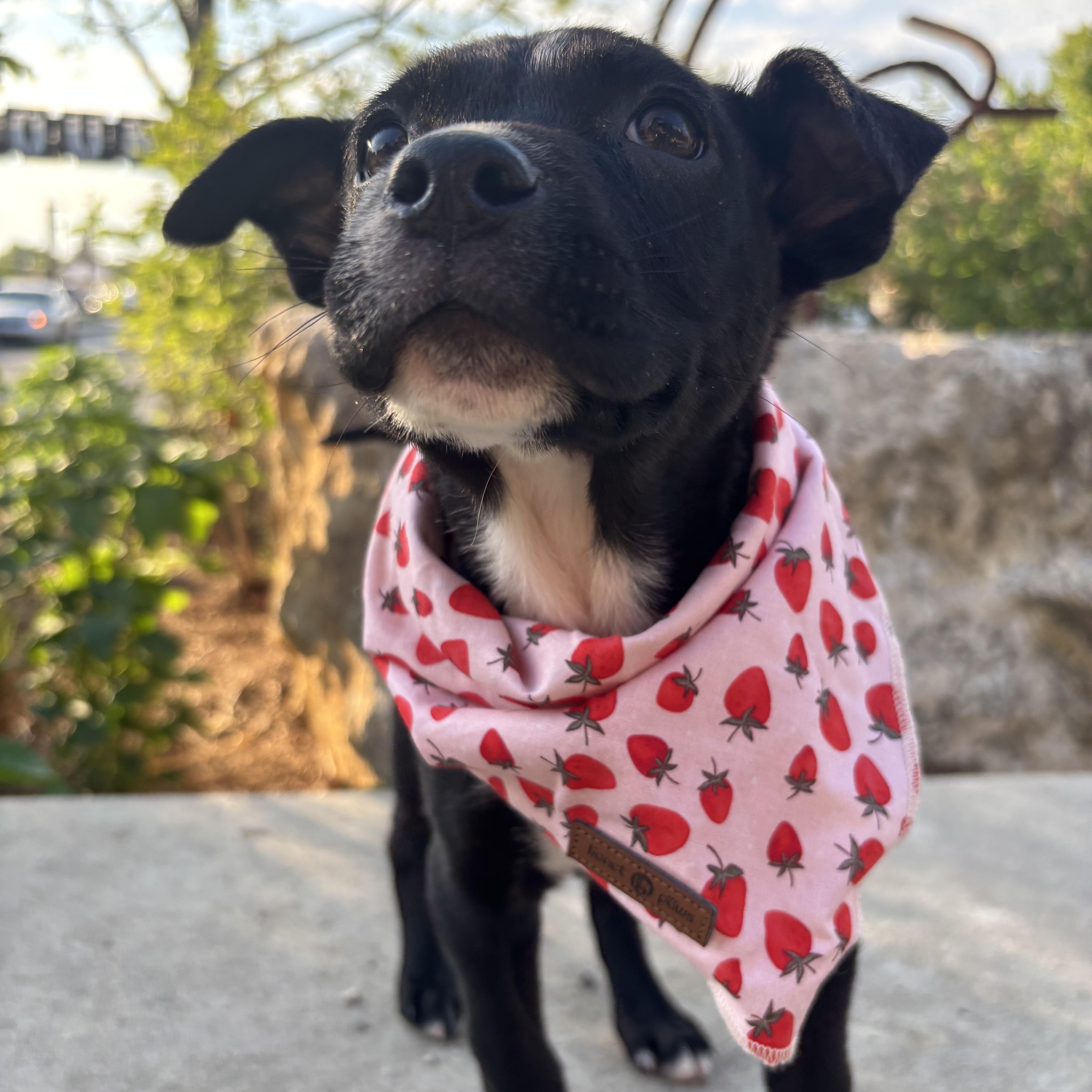 Enlarge Tulip, an adopted mixed breed in Rock Hill, SC image 2/6