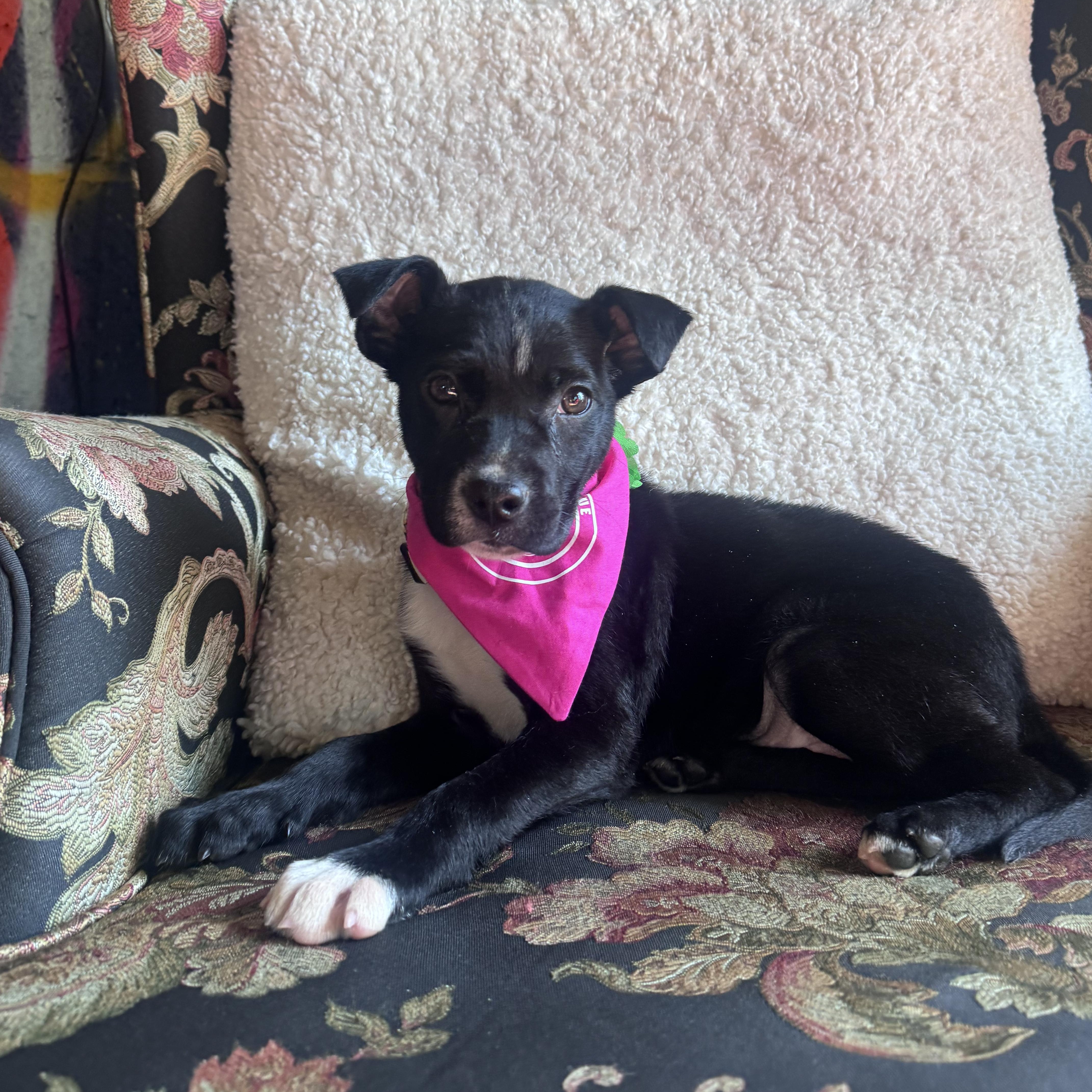 Enlarge Tulip, an adopted mixed breed in Rock Hill, SC image 4/6