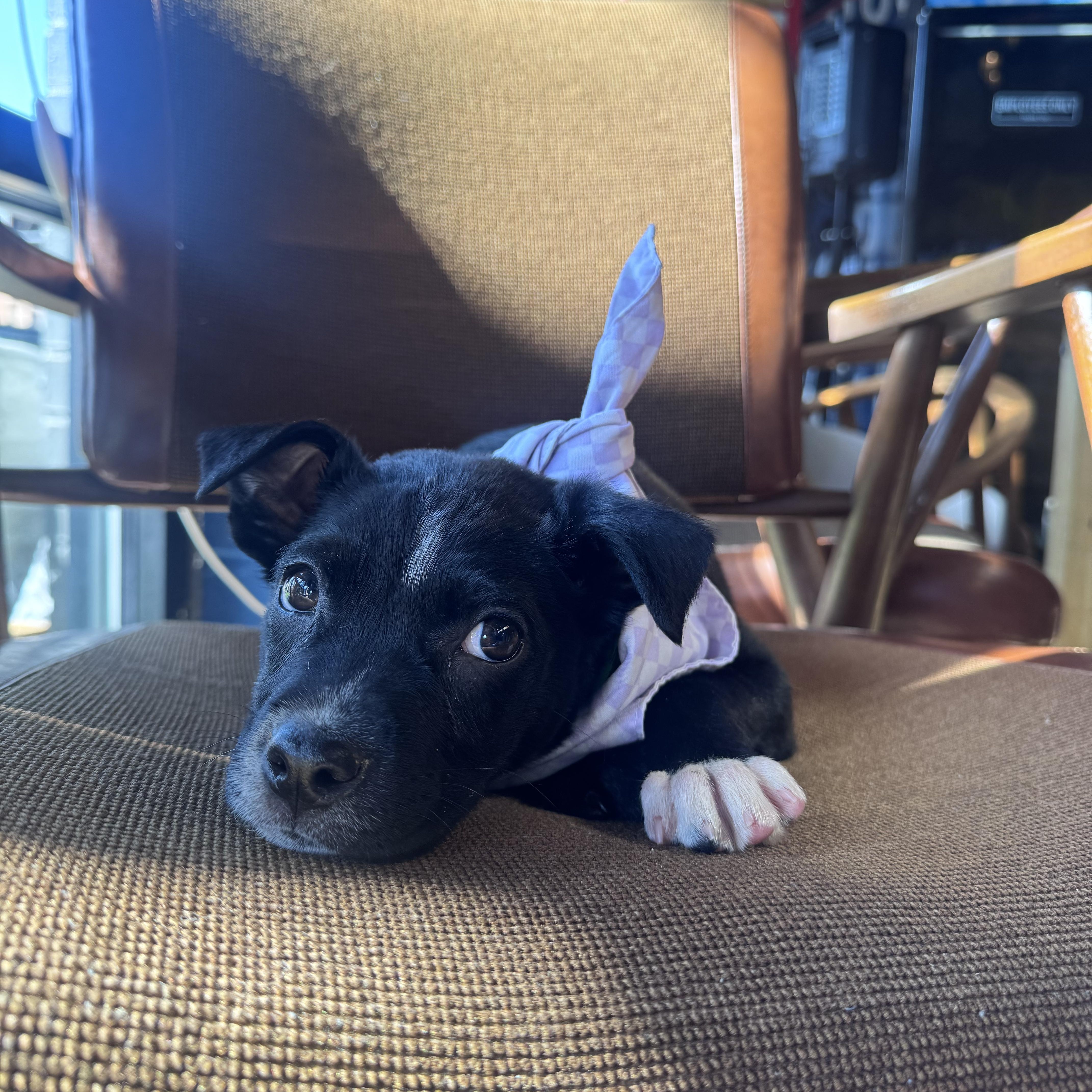 Enlarge Tulip, an adopted mixed breed in Rock Hill, SC image 3/6