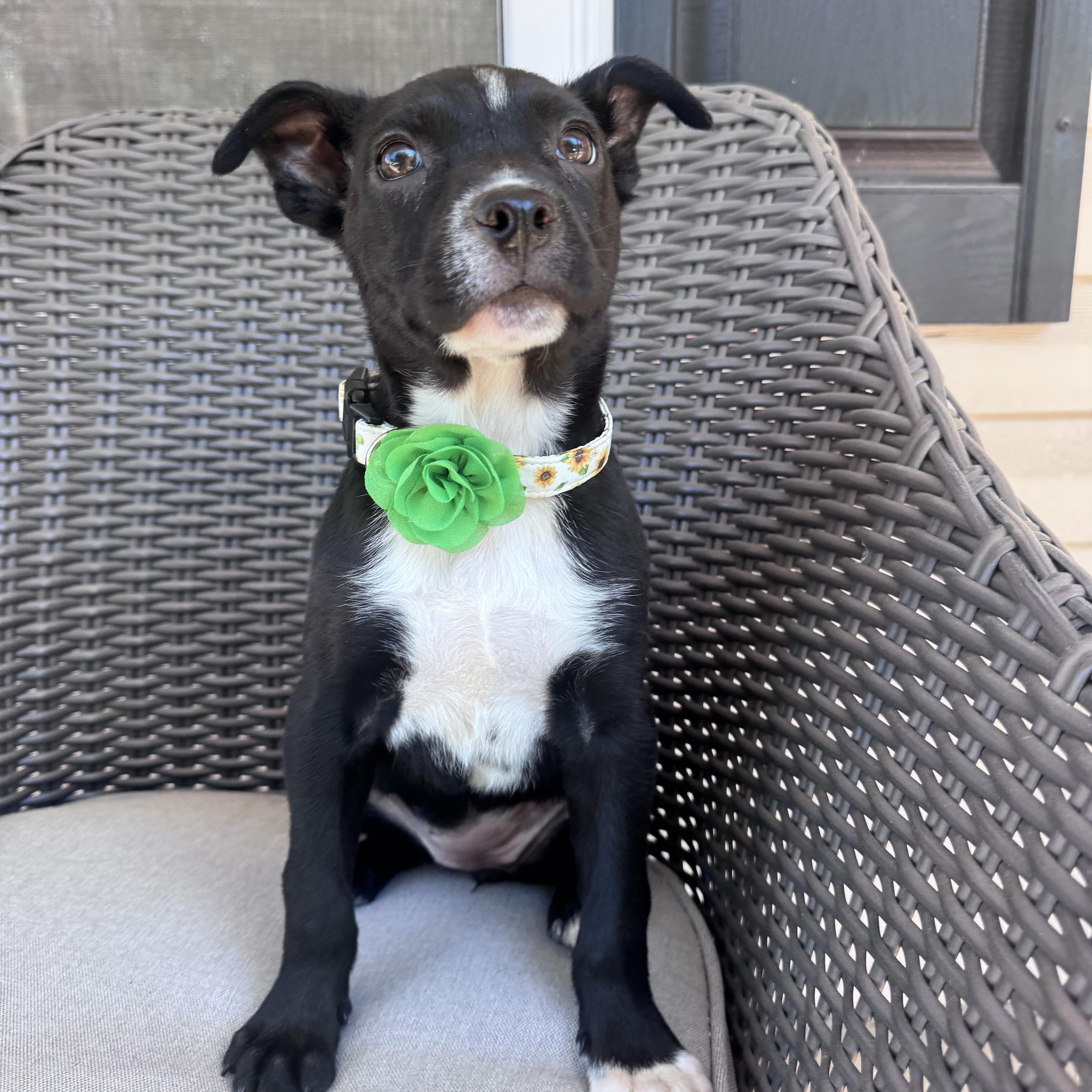 Tulip, adopted, Puppy Female Labrador Retriever & Border Collie.