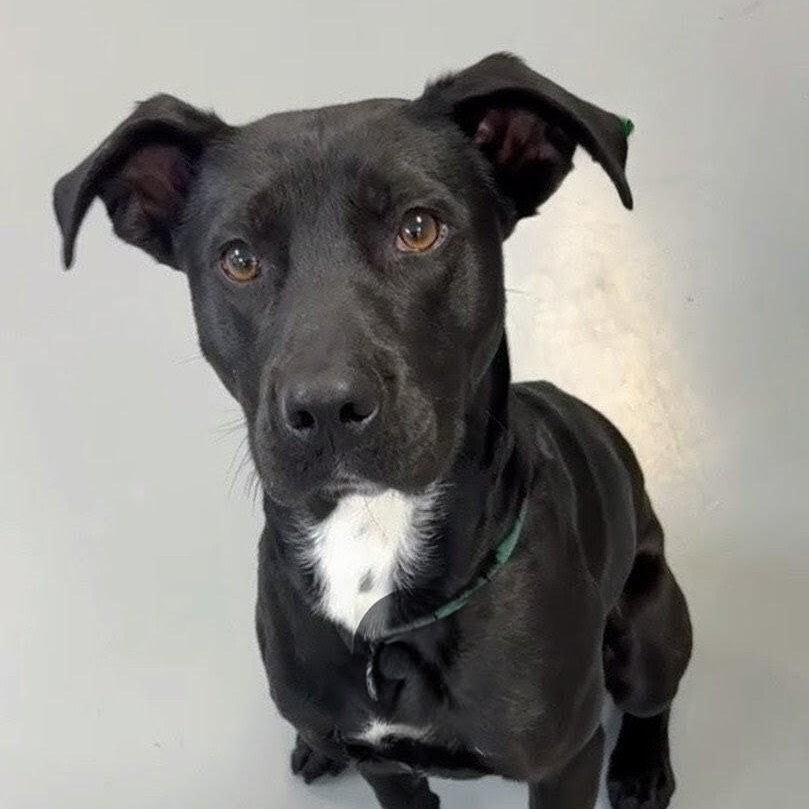 Enlarge Banjo, a ADOPTABLE mixed breed in Willington, CT image 2/6