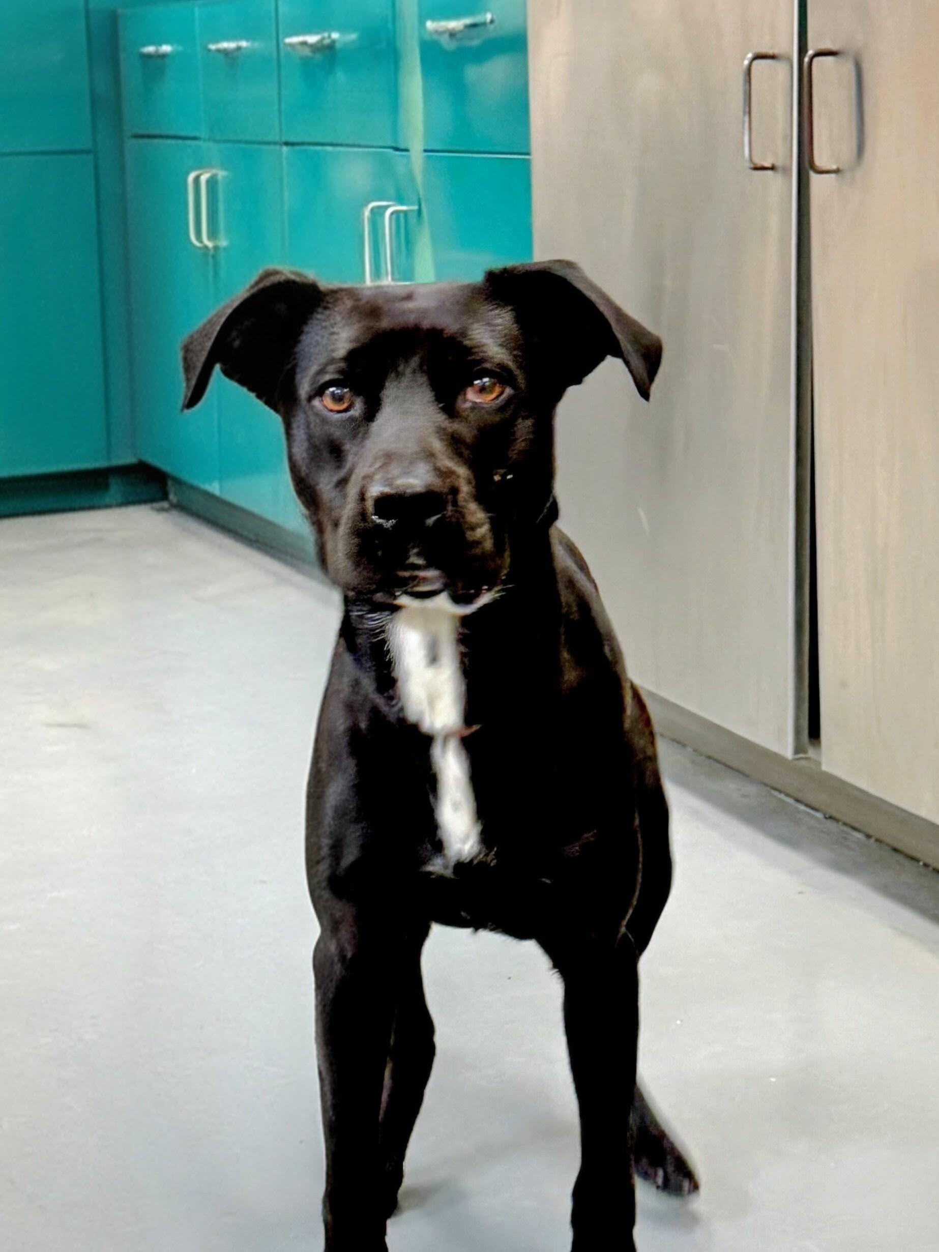 Enlarge Banjo, a ADOPTABLE mixed breed in Willington, CT image 3/6